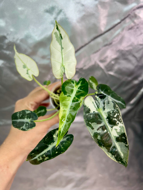 Alocasia Bambino Green Albo