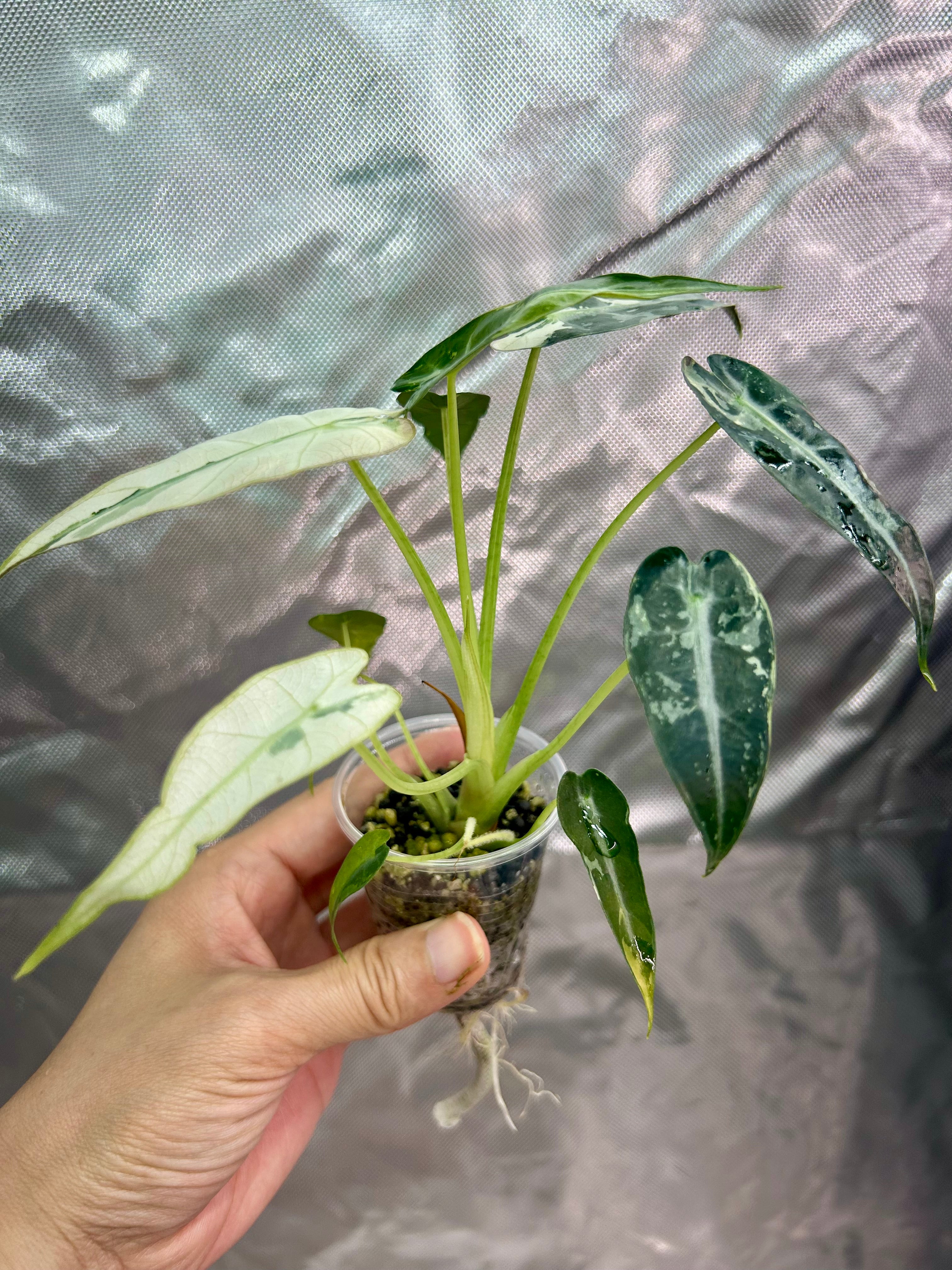 Alocasia Bambino Green Albo