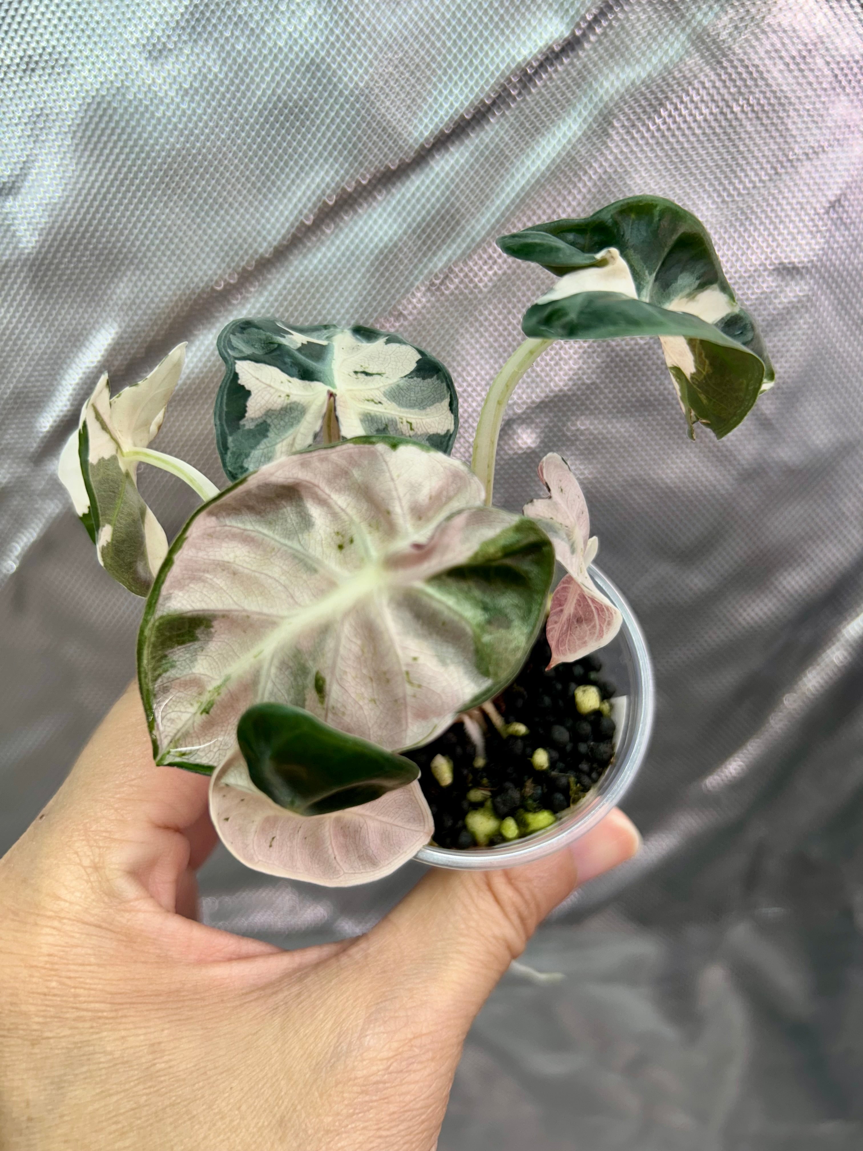 Alocasia Pink Balloon Heart