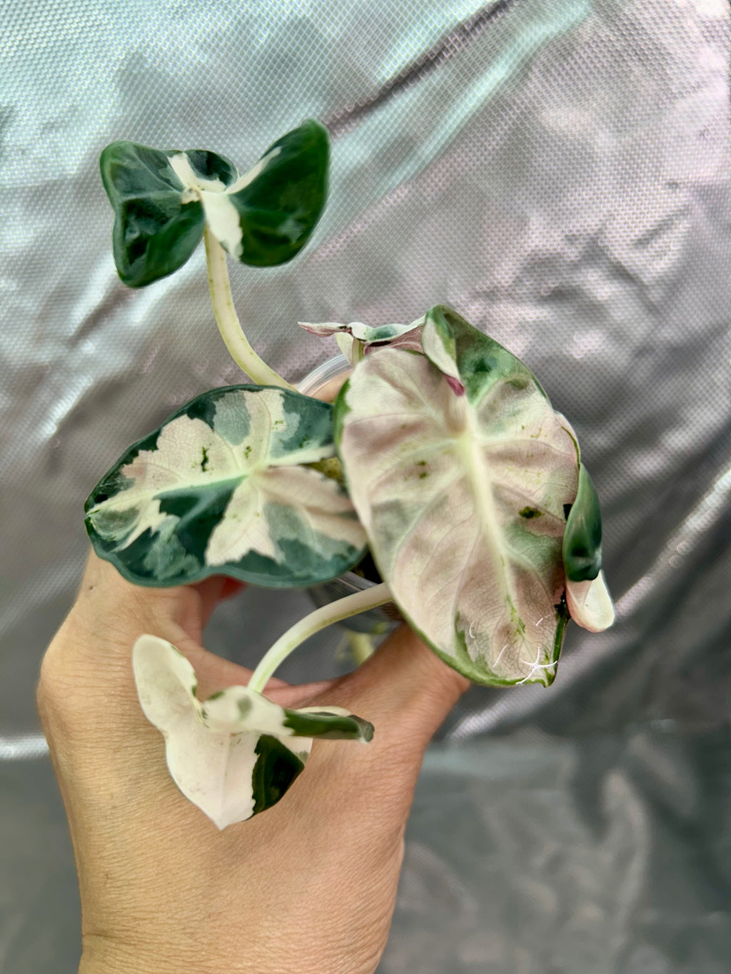 Alocasia Pink Balloon Heart
