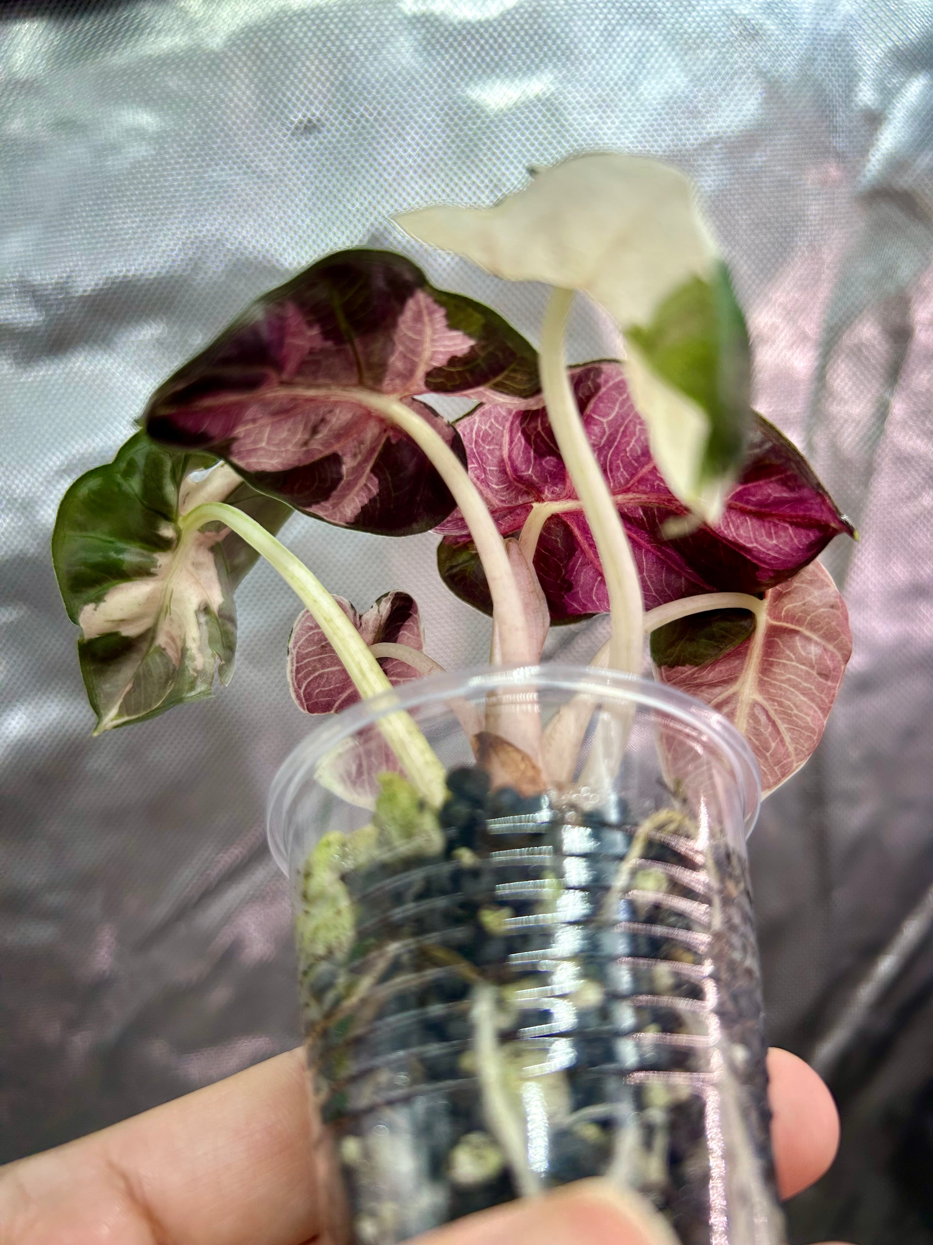 Alocasia Pink Balloon Heart
