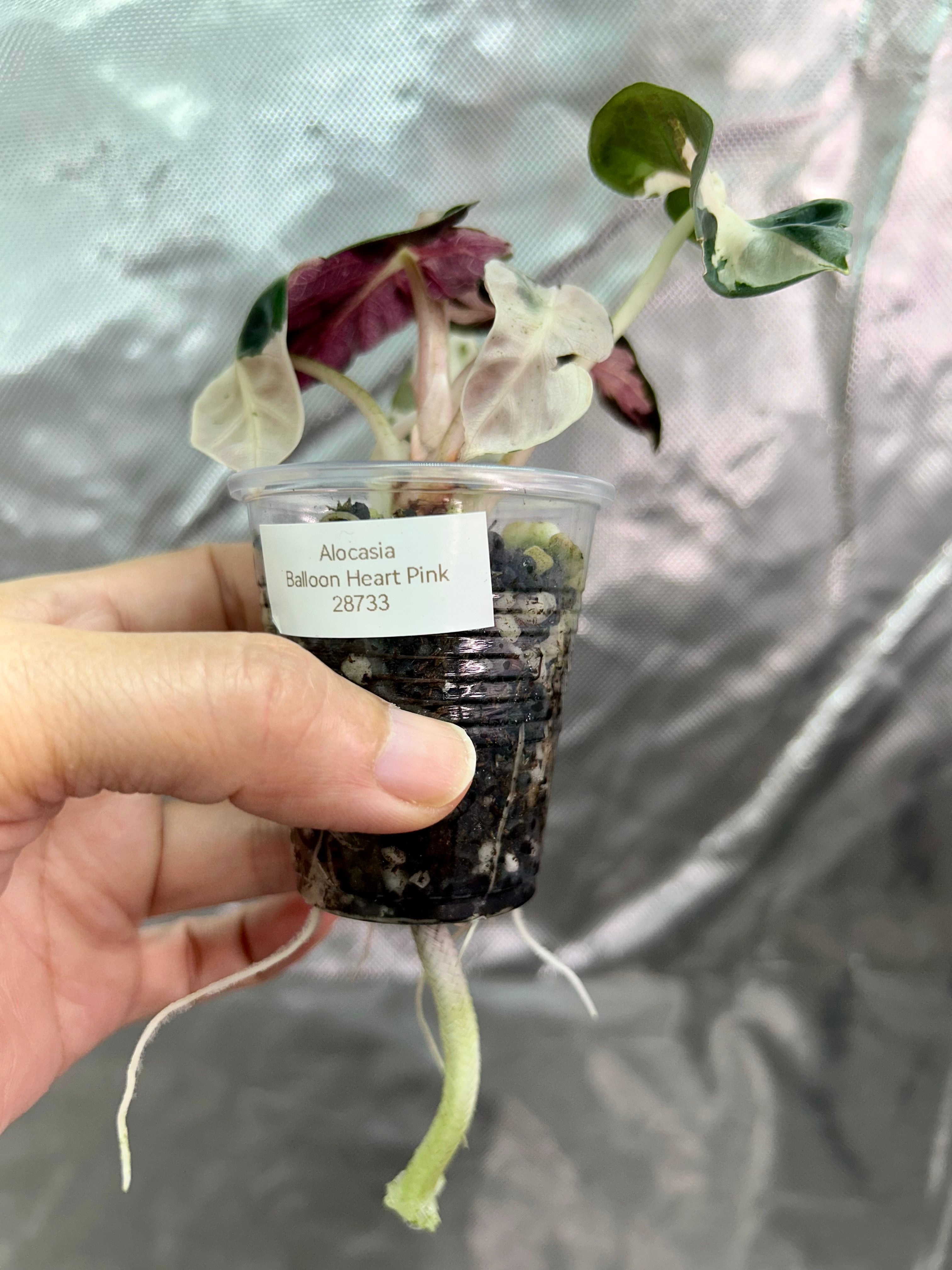 Alocasia Pink Balloon Heart