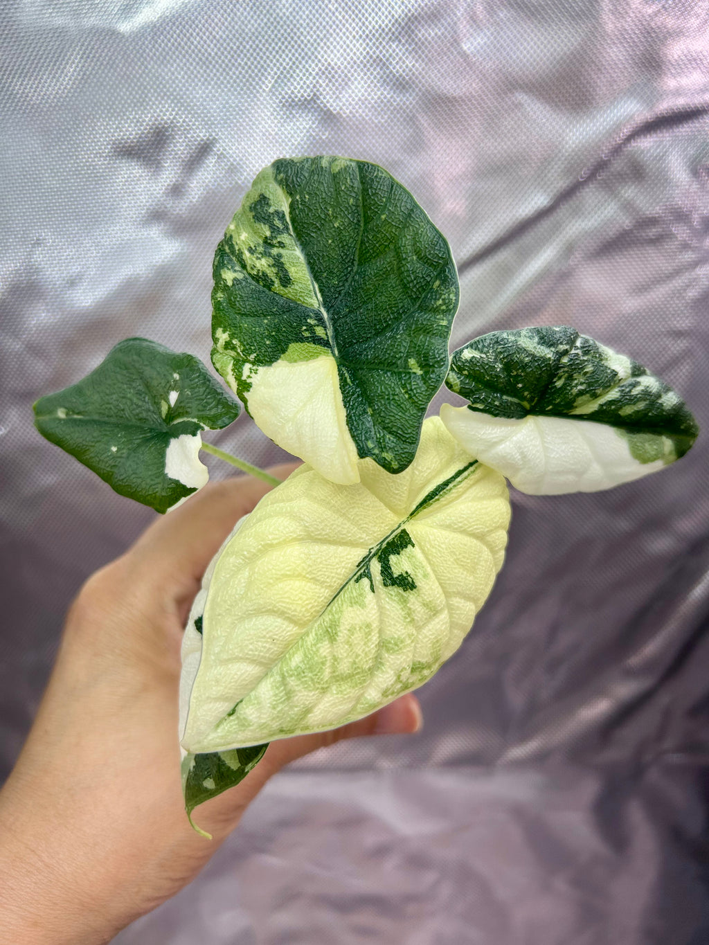 Alocasia Melo Albo