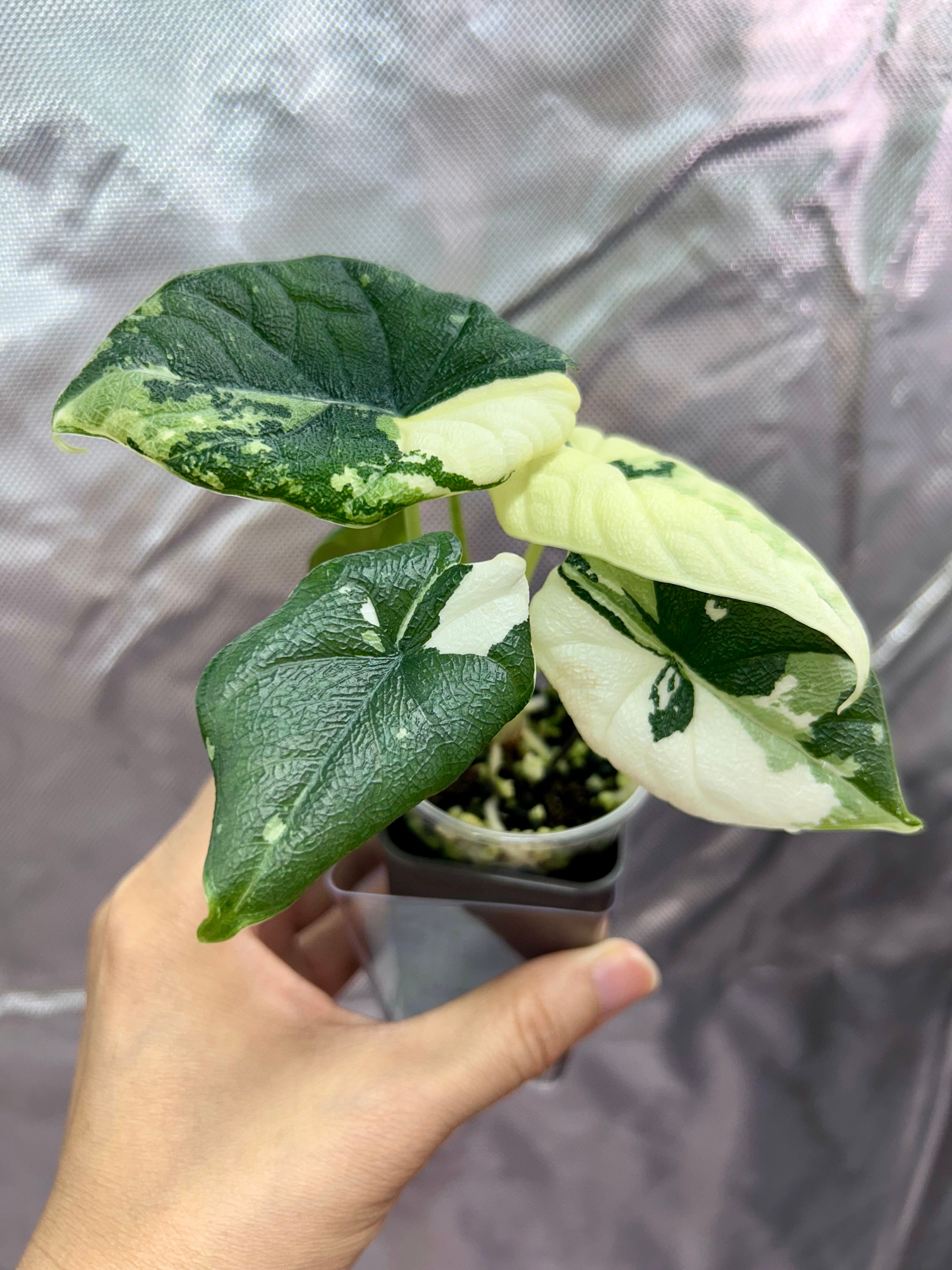 Alocasia Melo Albo