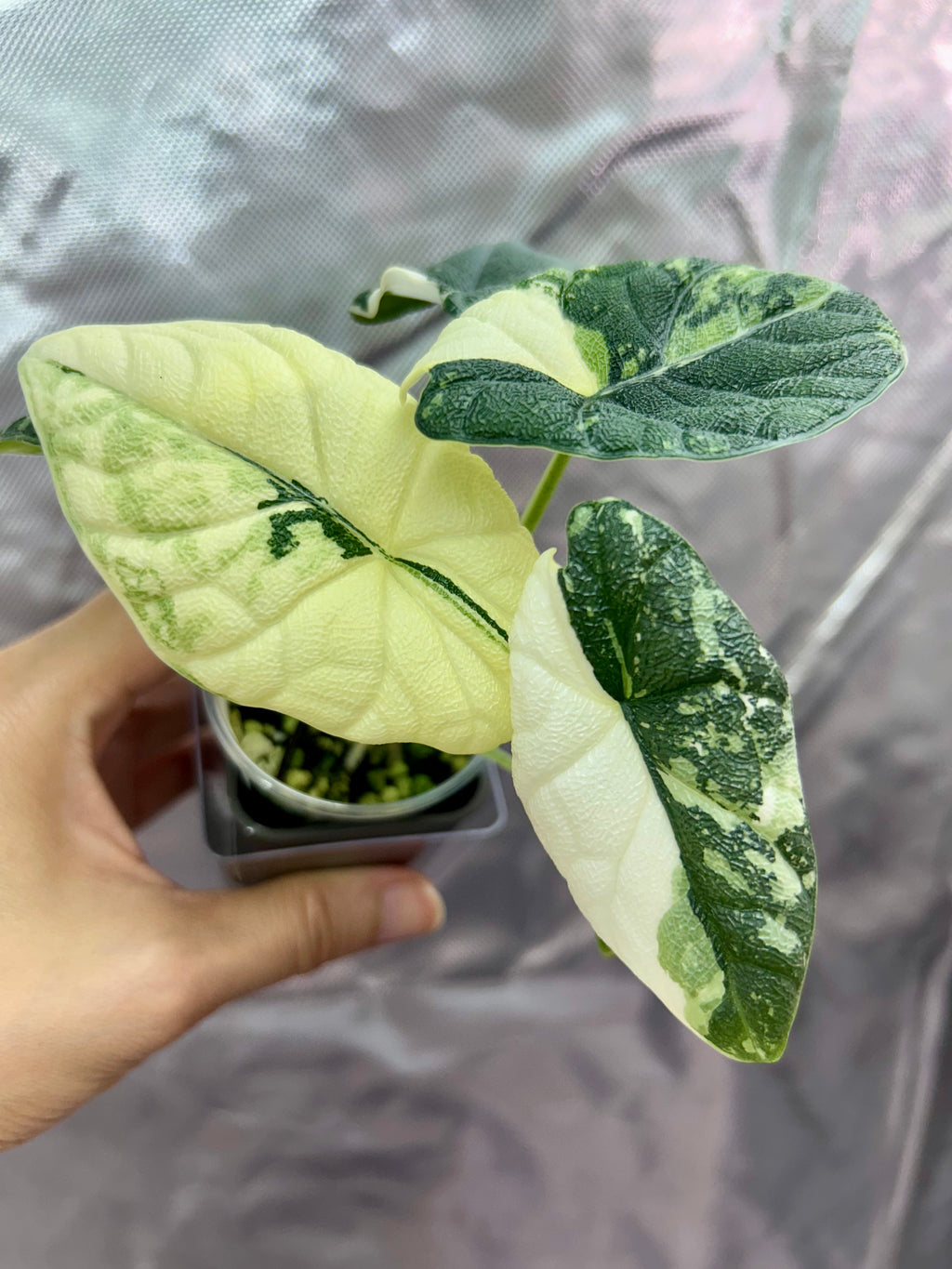 Alocasia Melo Albo