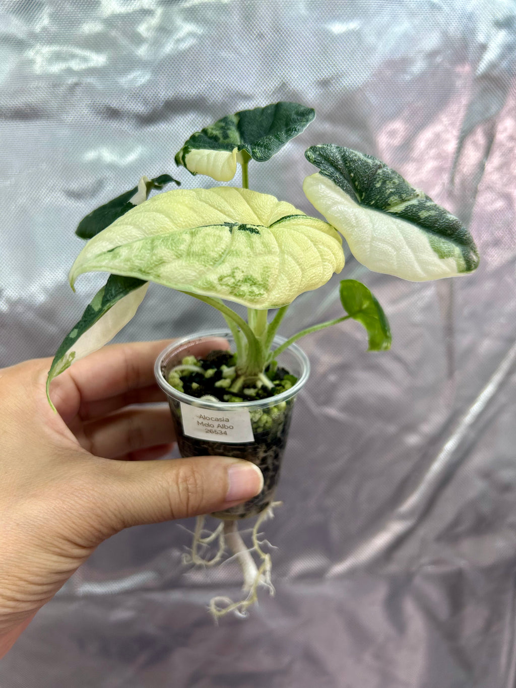 Alocasia Melo Albo