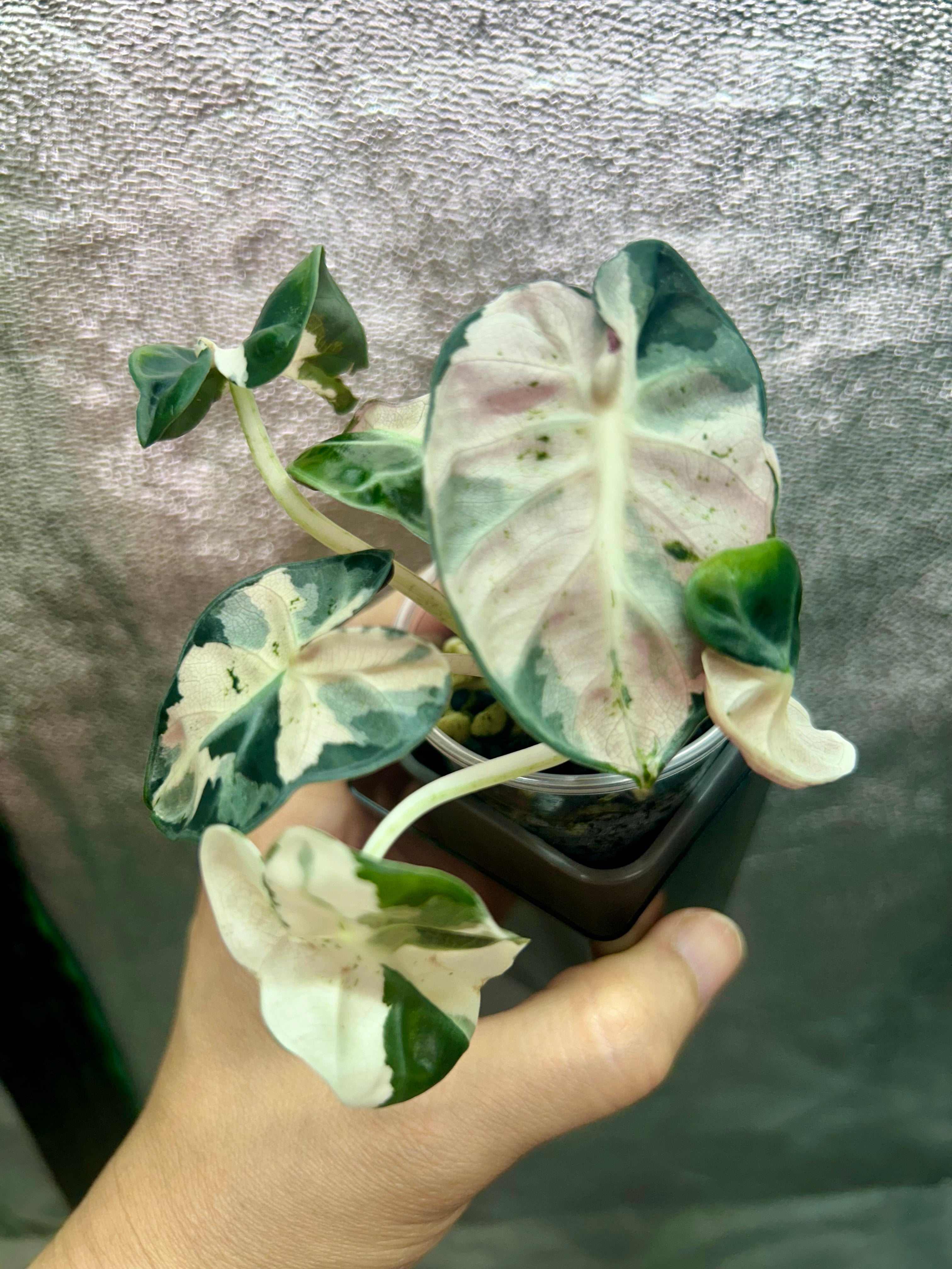 Alocasia Pink Balloon Heart