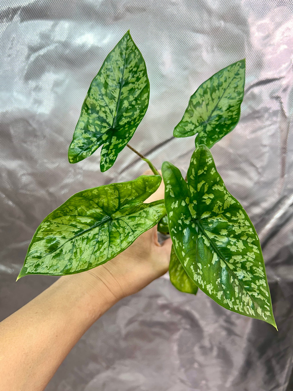 Alocasia Shattered Glass