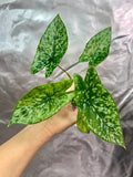 Alocasia Shattered Glass