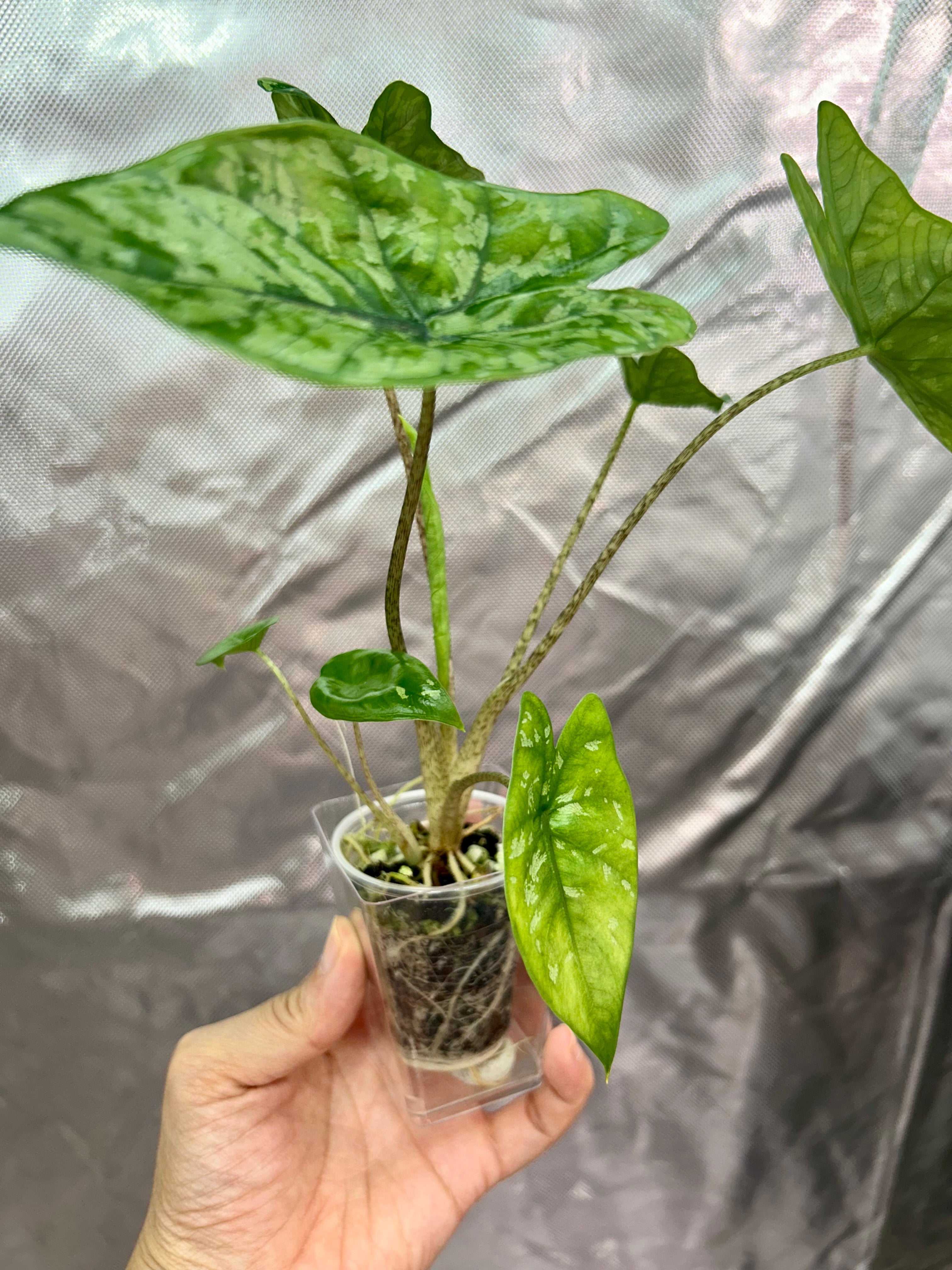 Alocasia Shattered Glass