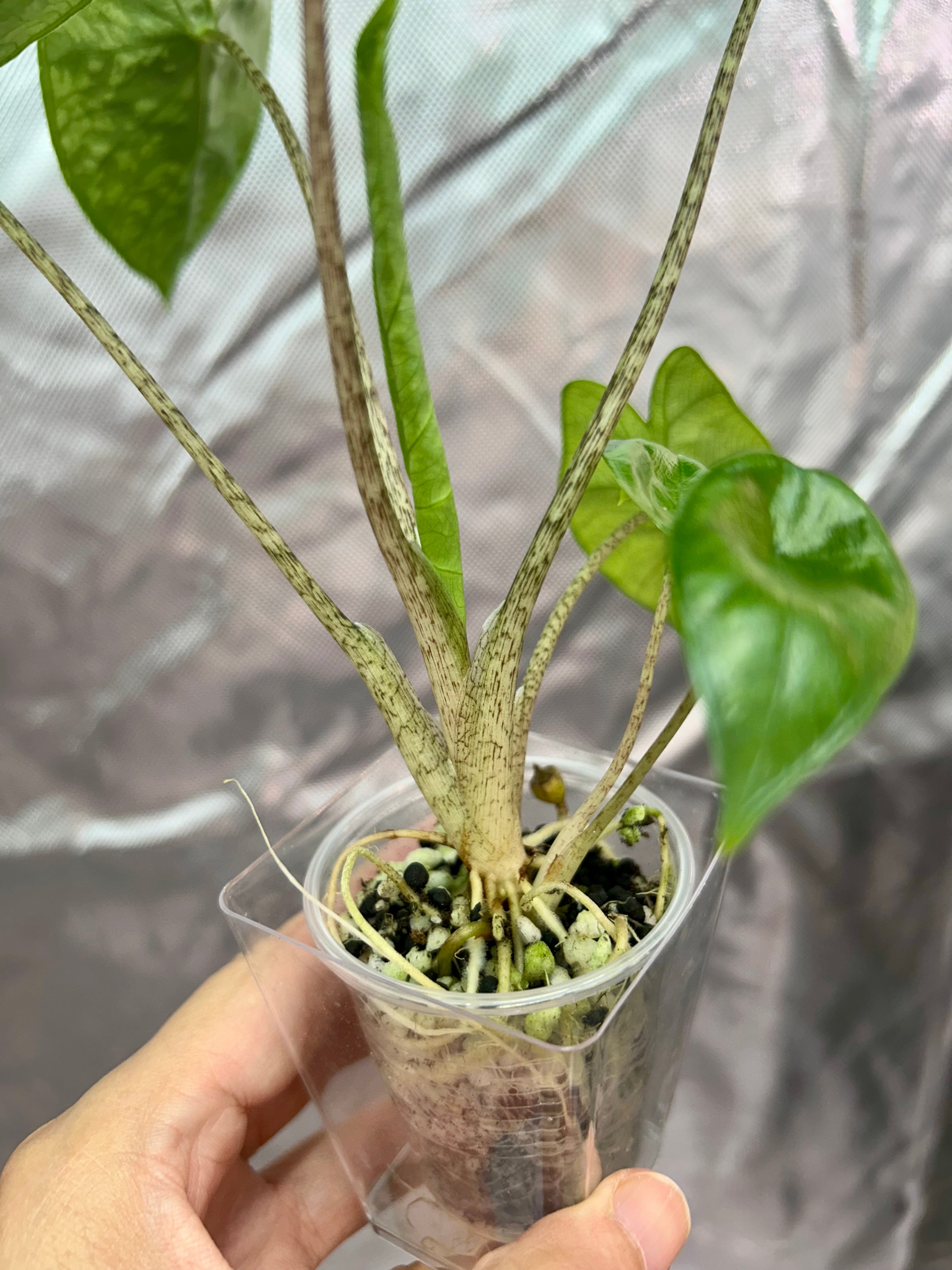 Alocasia Shattered Glass