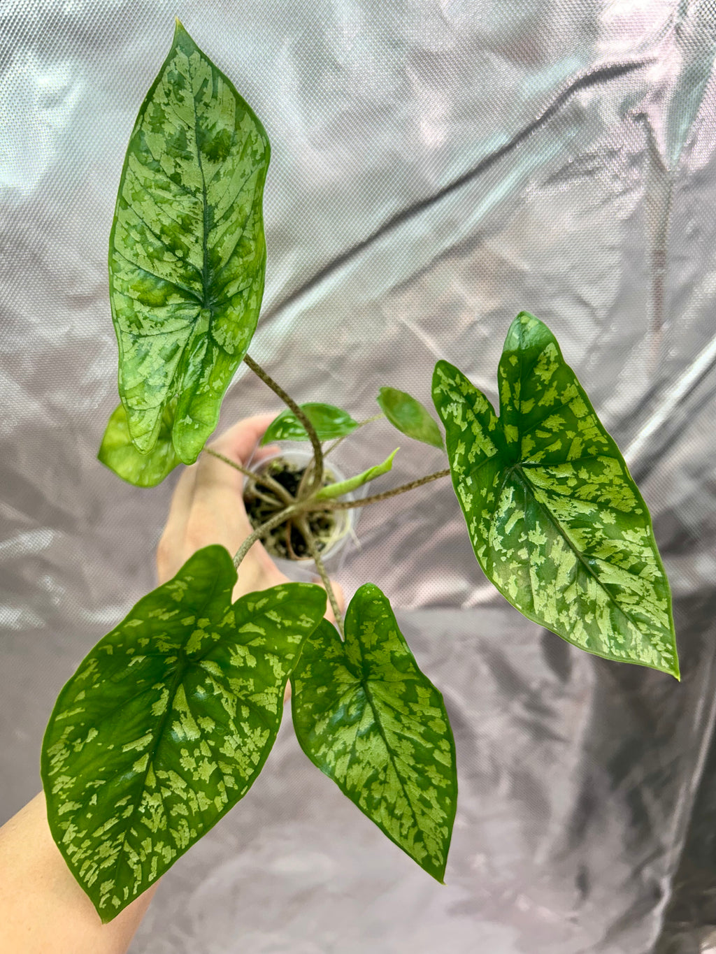 Alocasia Shattered Glass