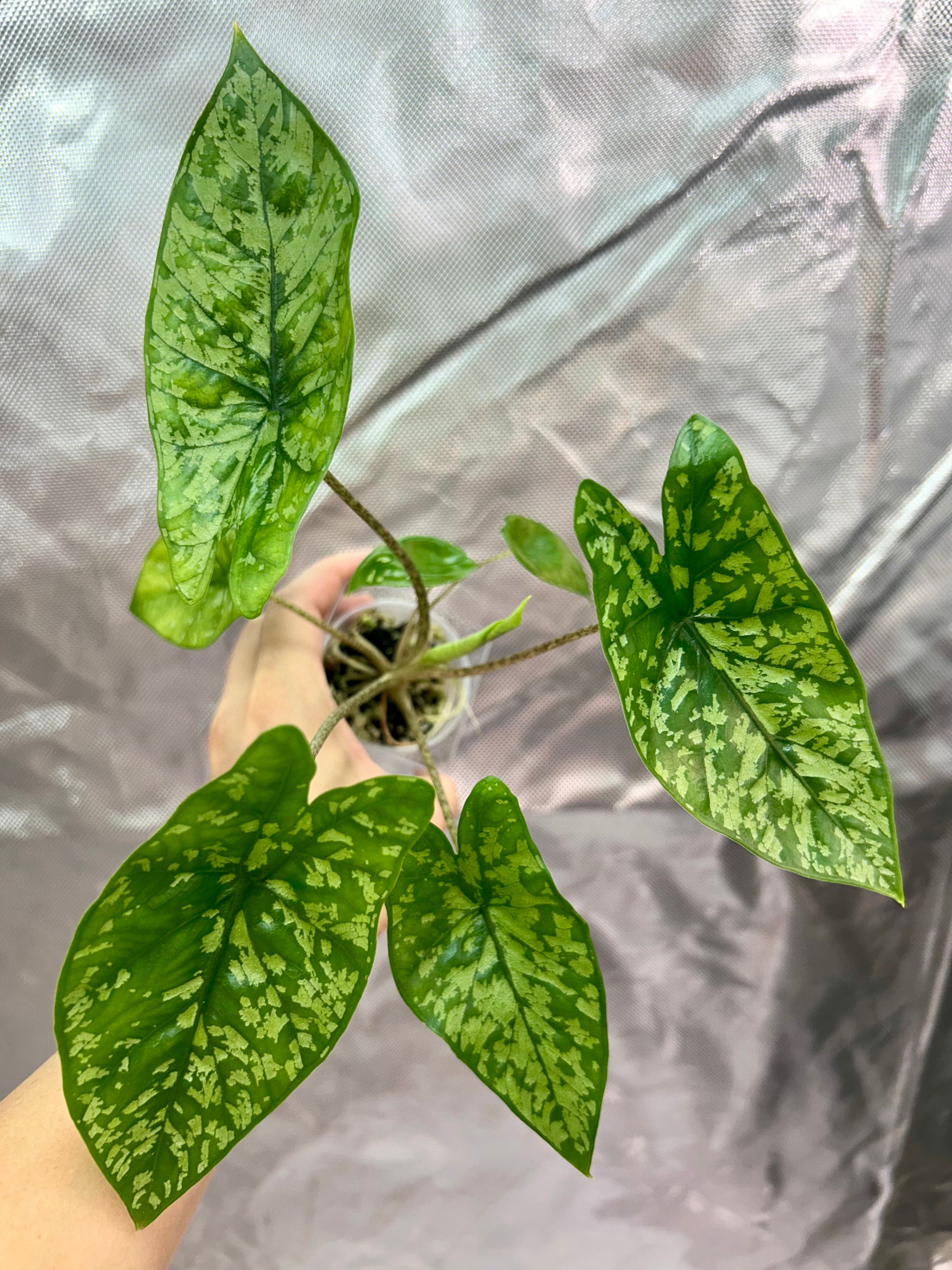 Alocasia Shattered Glass