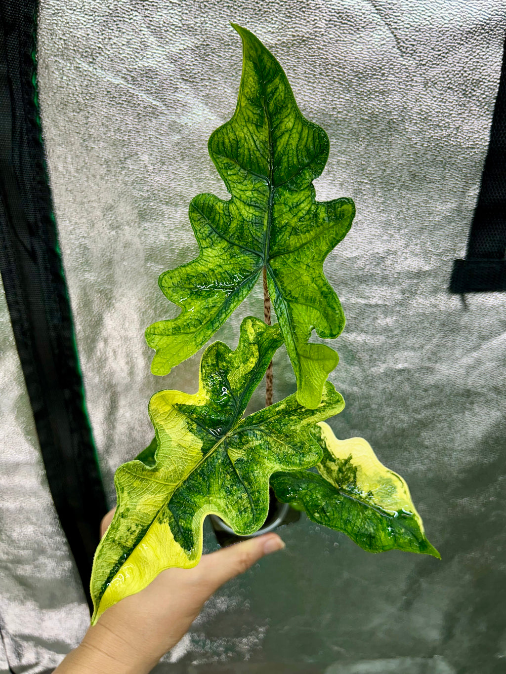 Alocasia Jacklyn Aurea