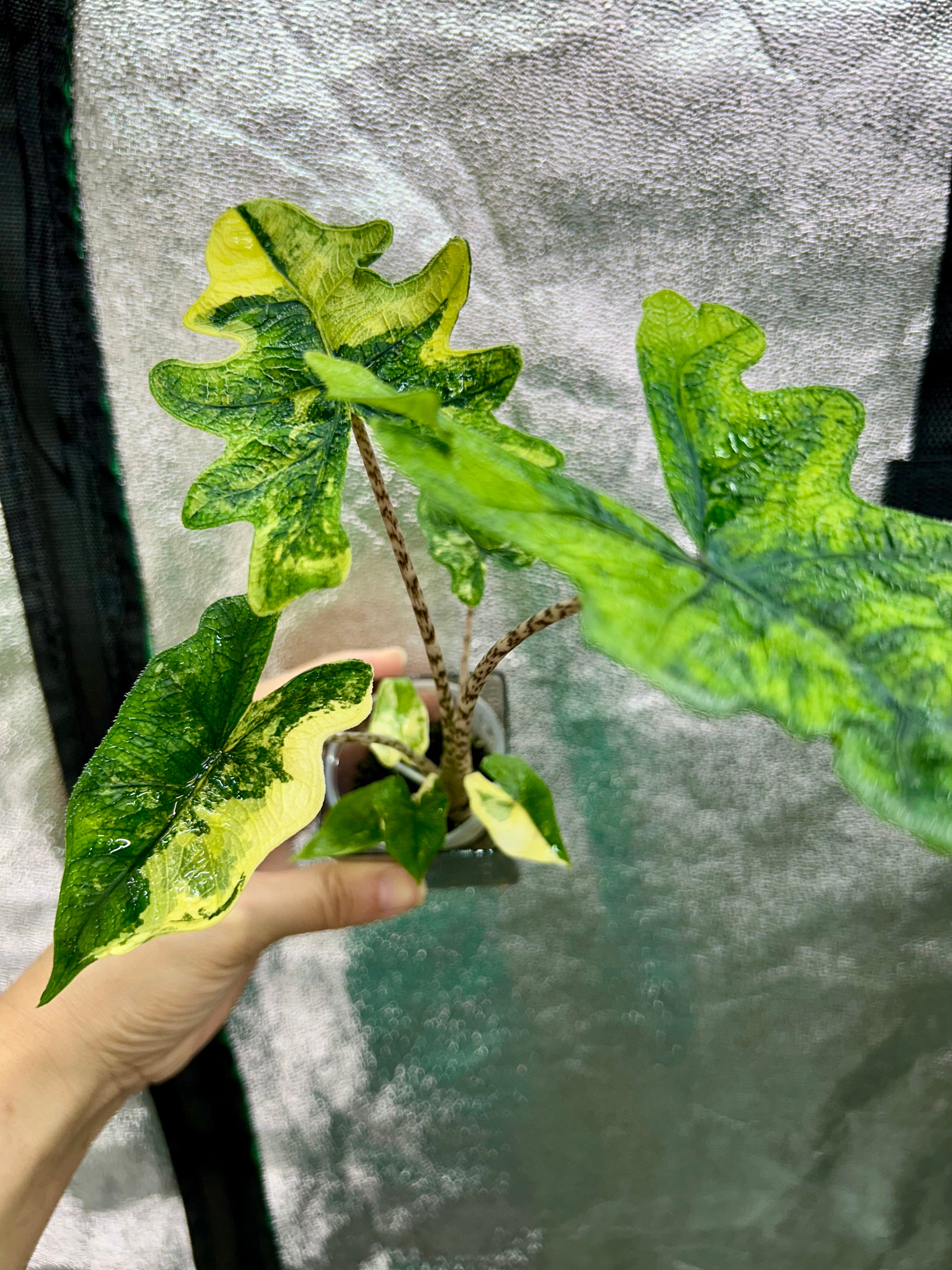 Alocasia Jacklyn Aurea