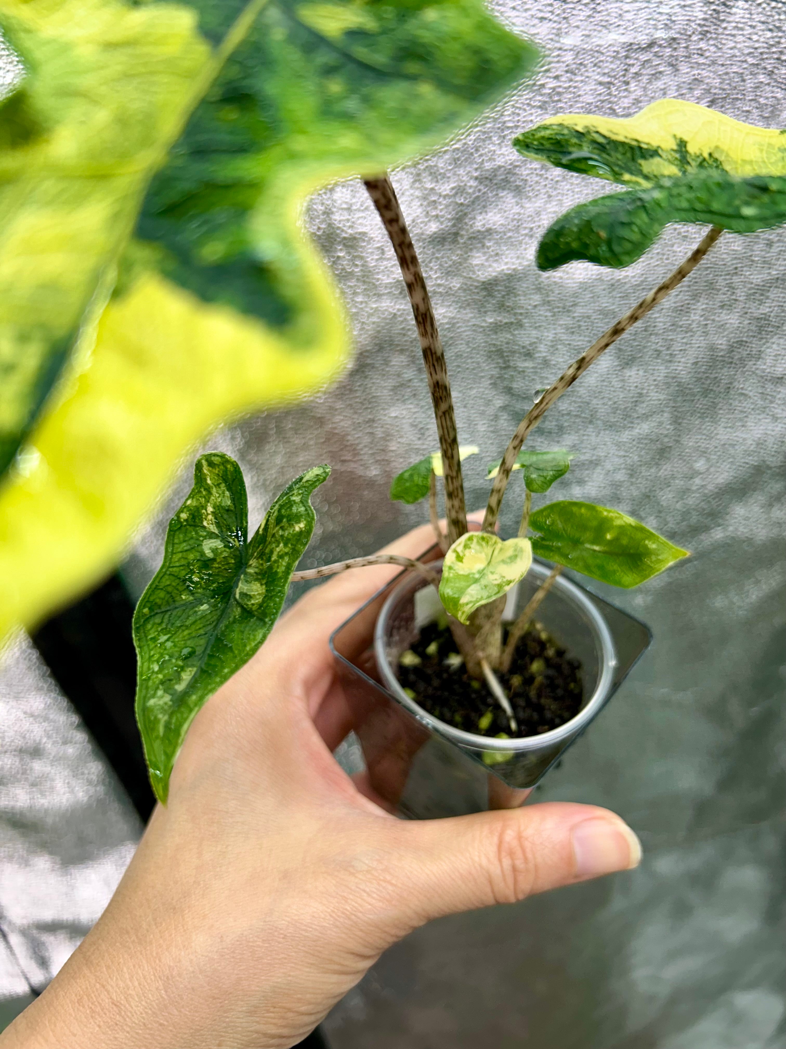 Alocasia Jacklyn Aurea