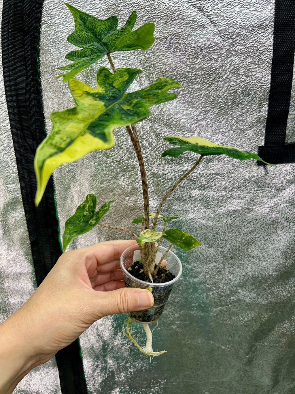 Alocasia Jacklyn Aurea
