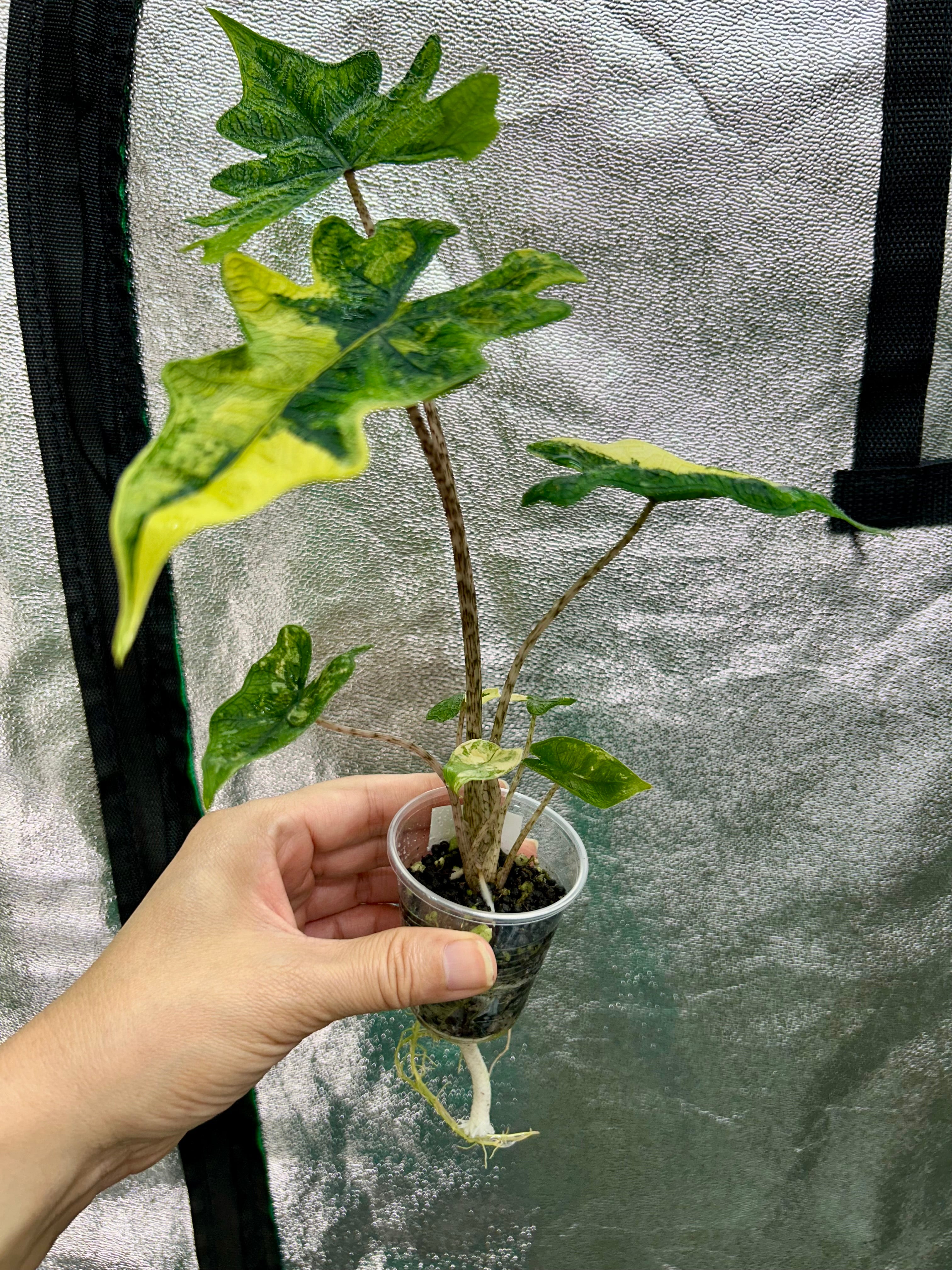 Alocasia Jacklyn Aurea