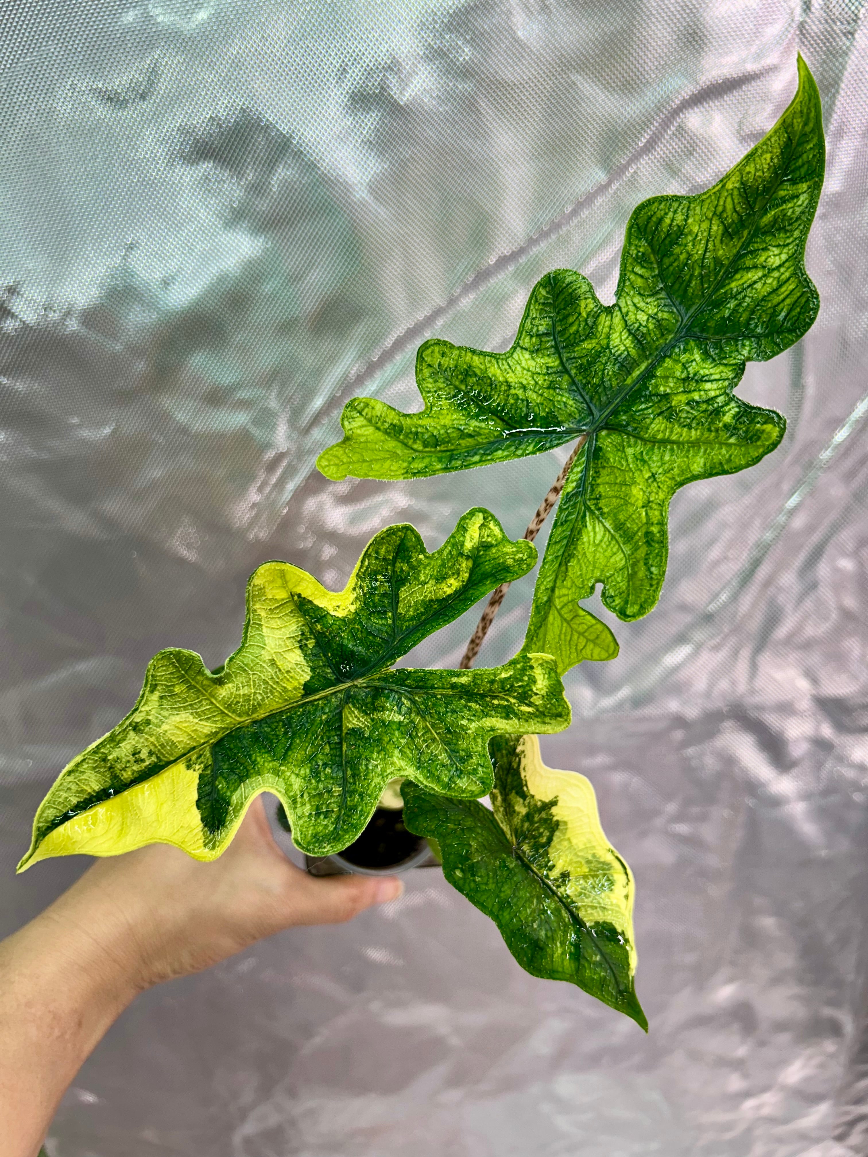 Alocasia Jacklyn Aurea