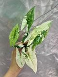 Alocasia Simpo Albo