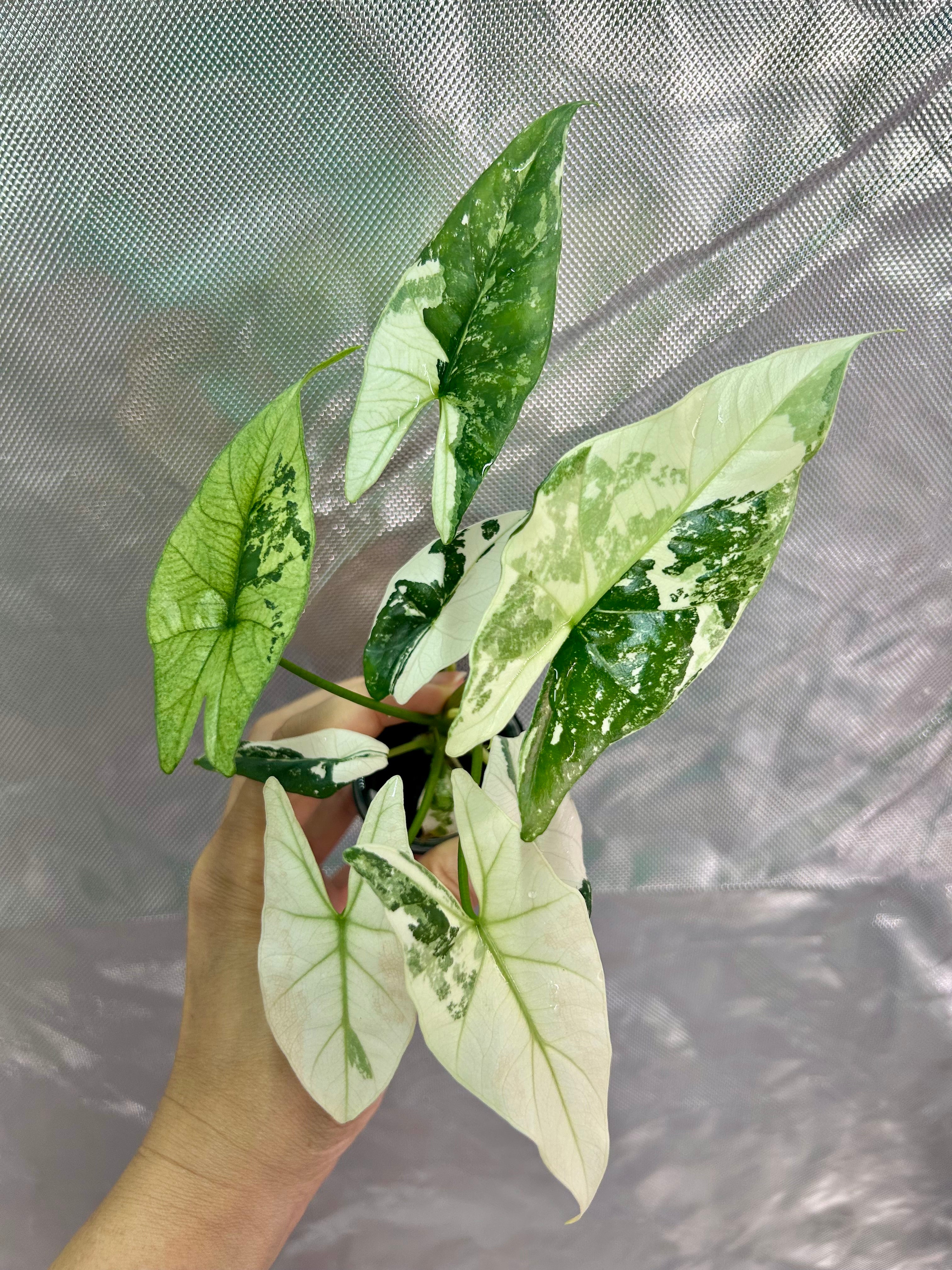 Alocasia Simpo Albo