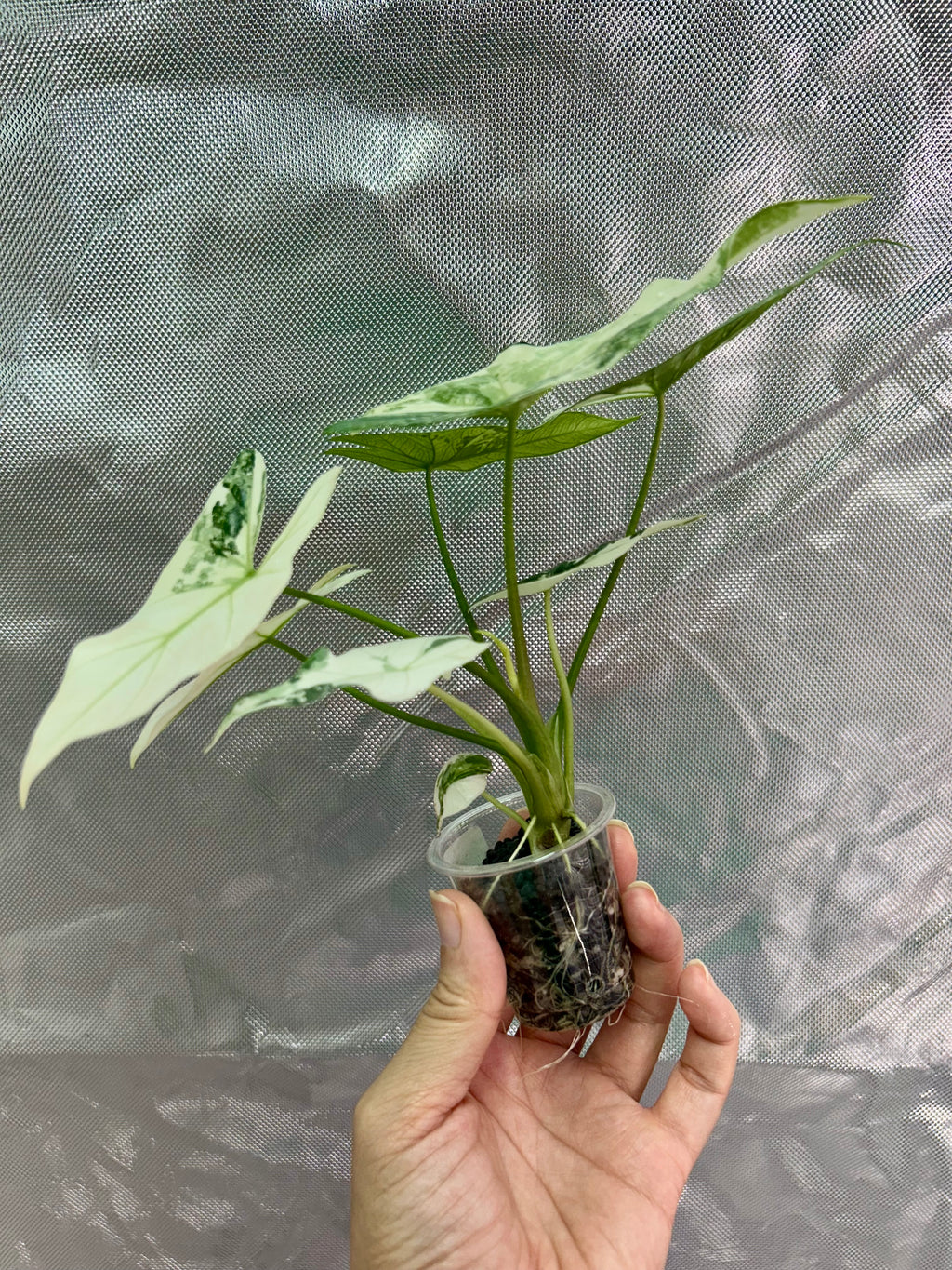 Alocasia Simpo Albo