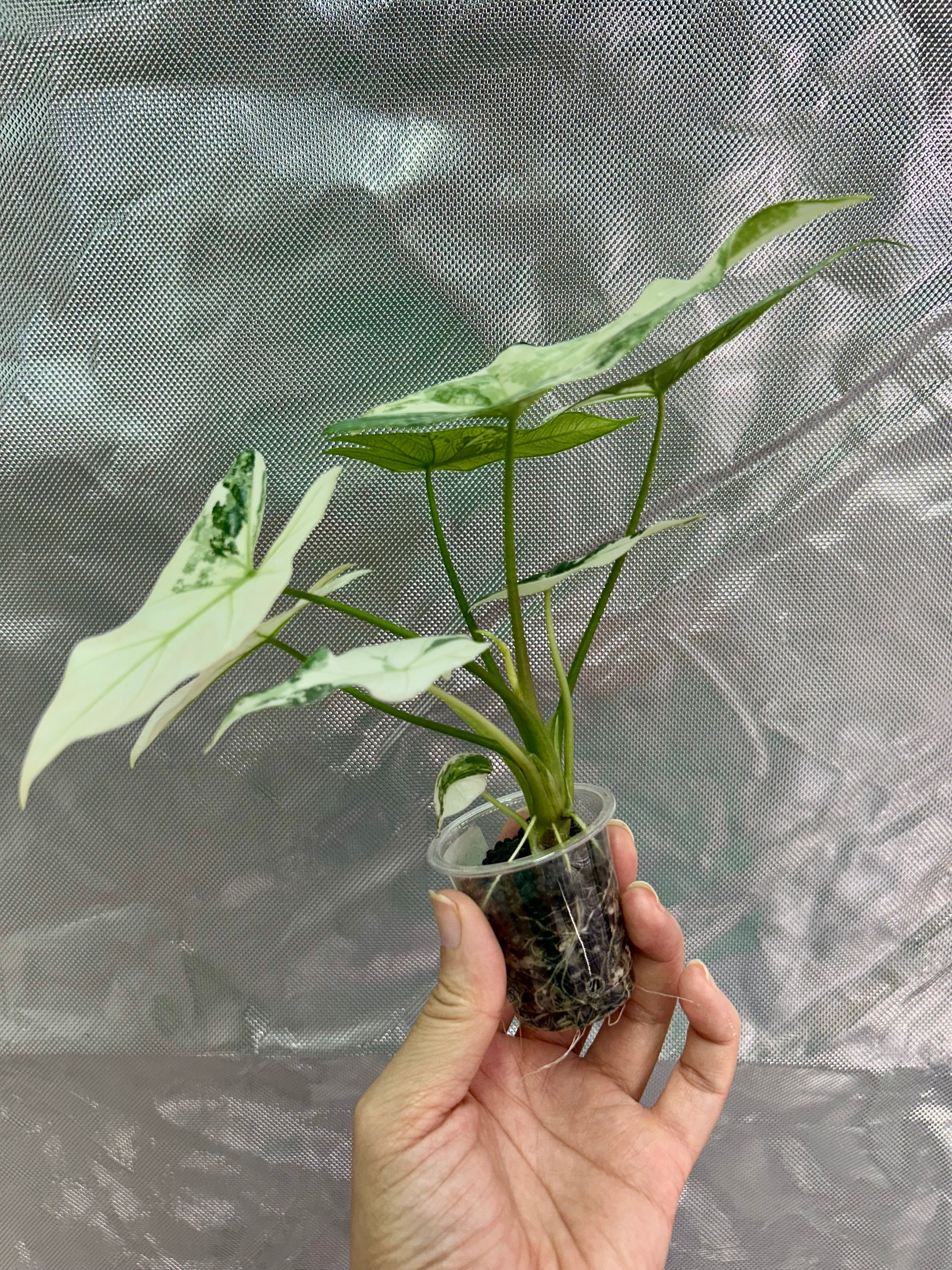Alocasia Simpo Albo