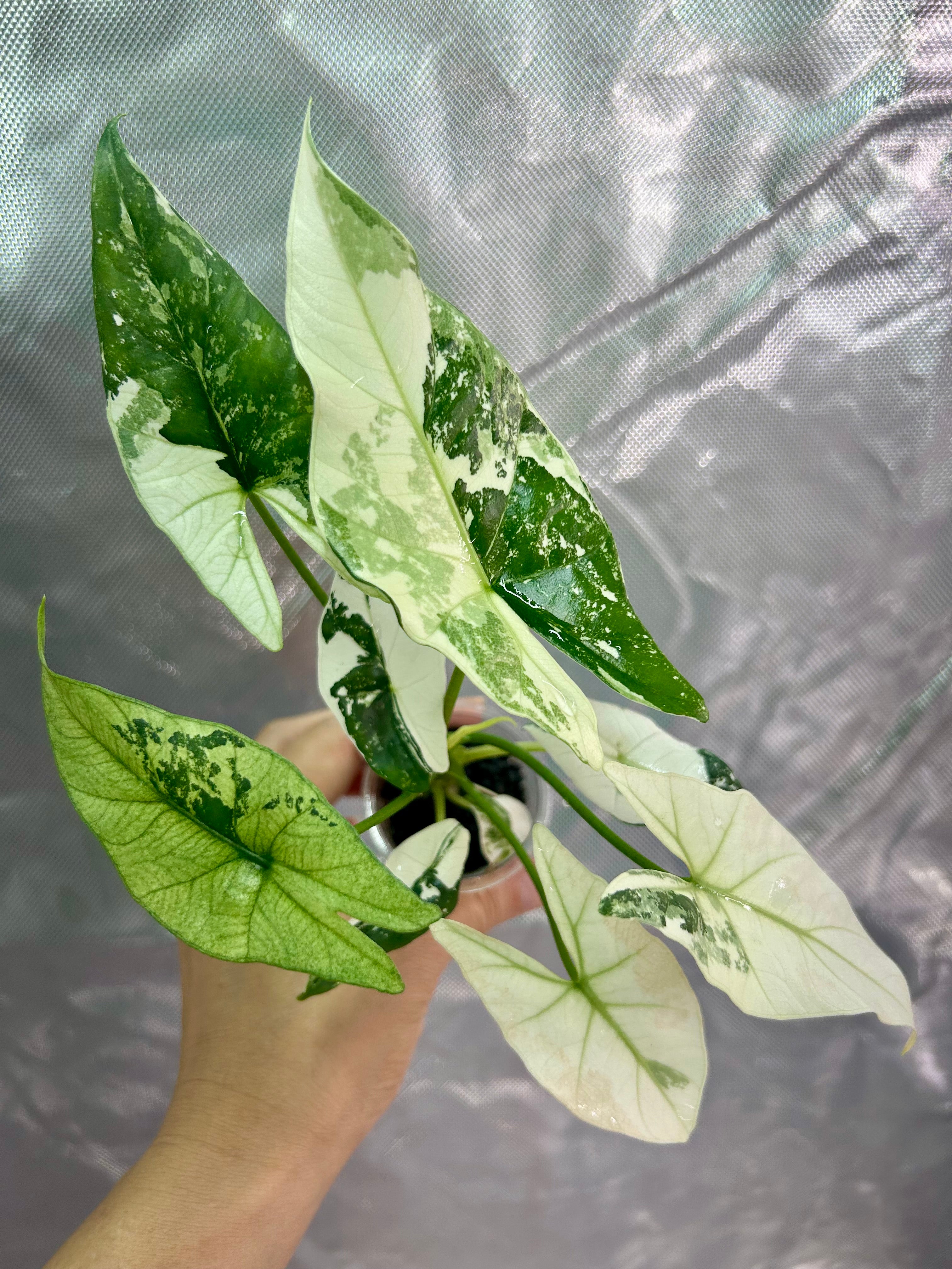 Alocasia Simpo Albo