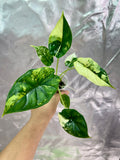 Alocasia Dragon Scale Albo
