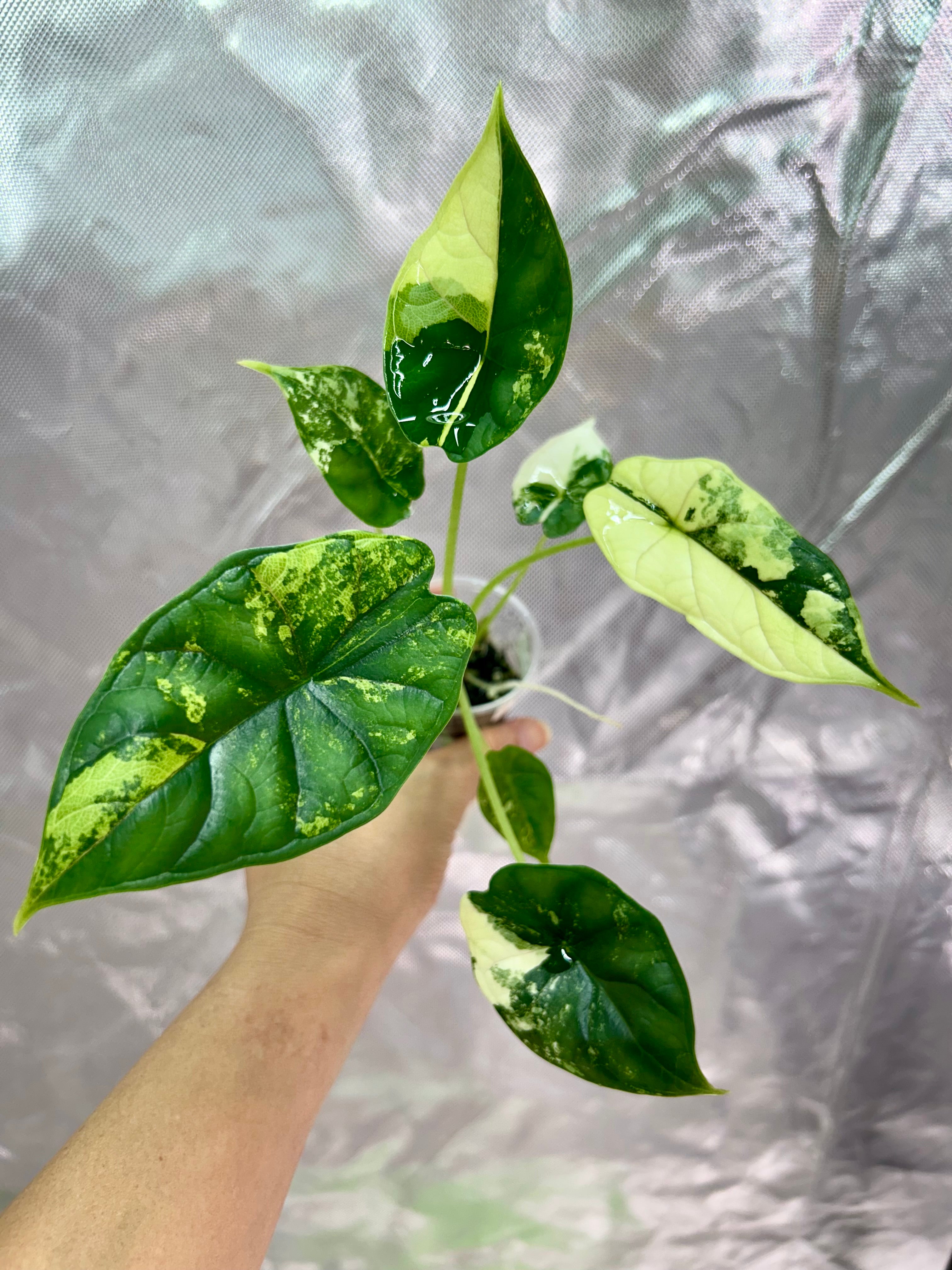 Alocasia Dragon Scale Albo