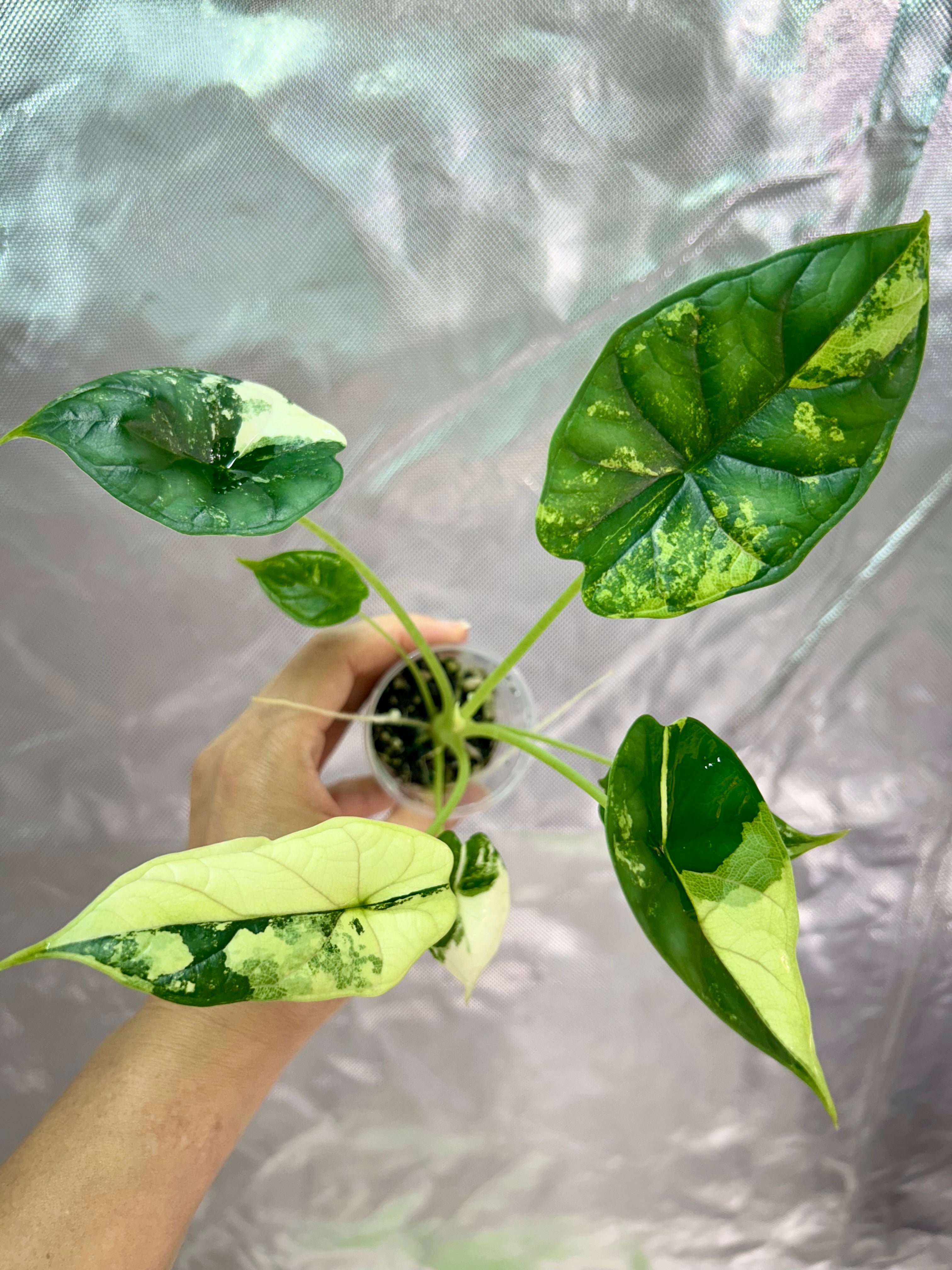 Alocasia Dragon Scale Albo