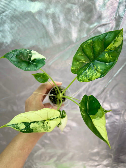 Alocasia Dragon Scale Albo