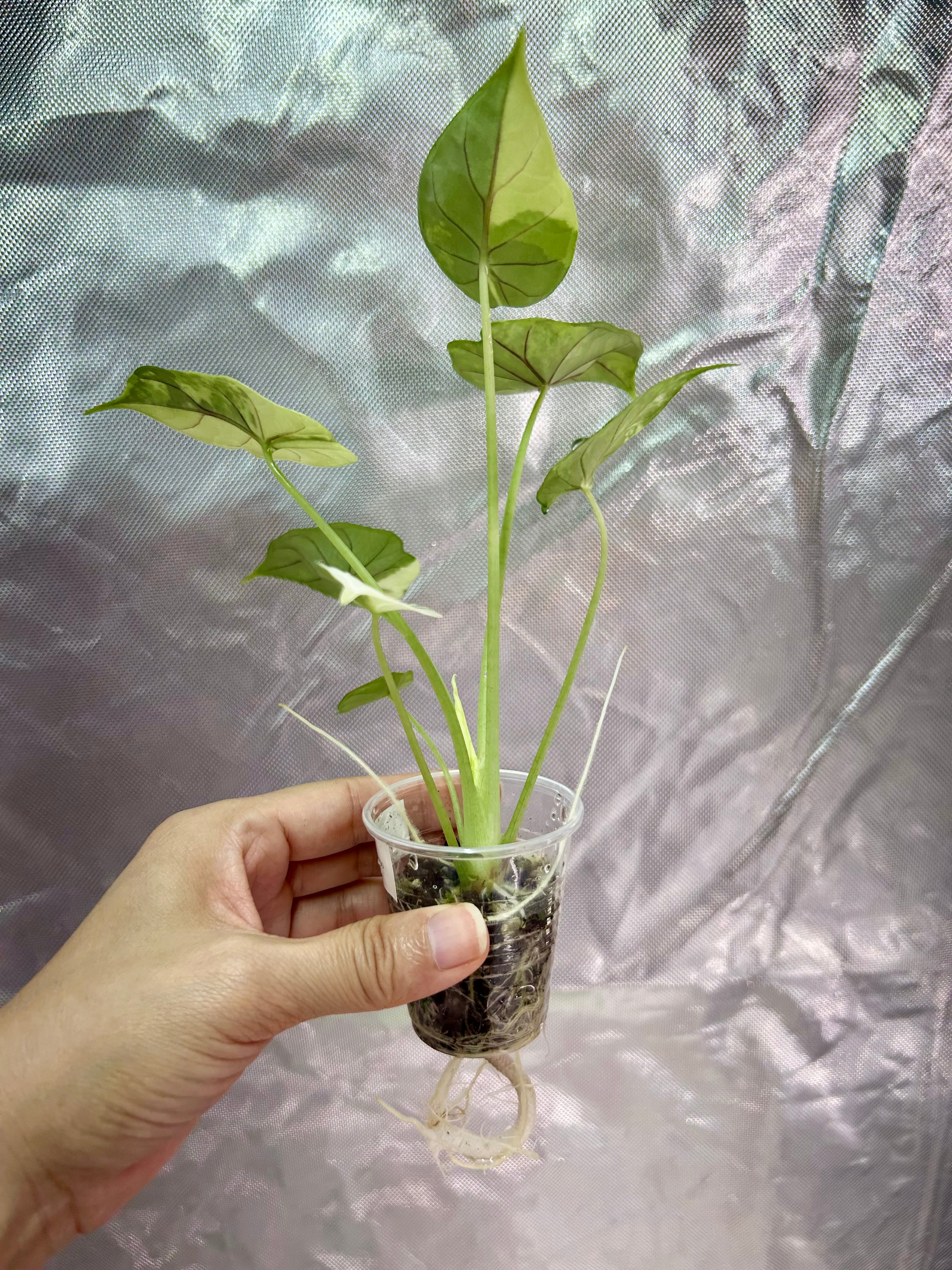 Alocasia Dragon Scale Albo