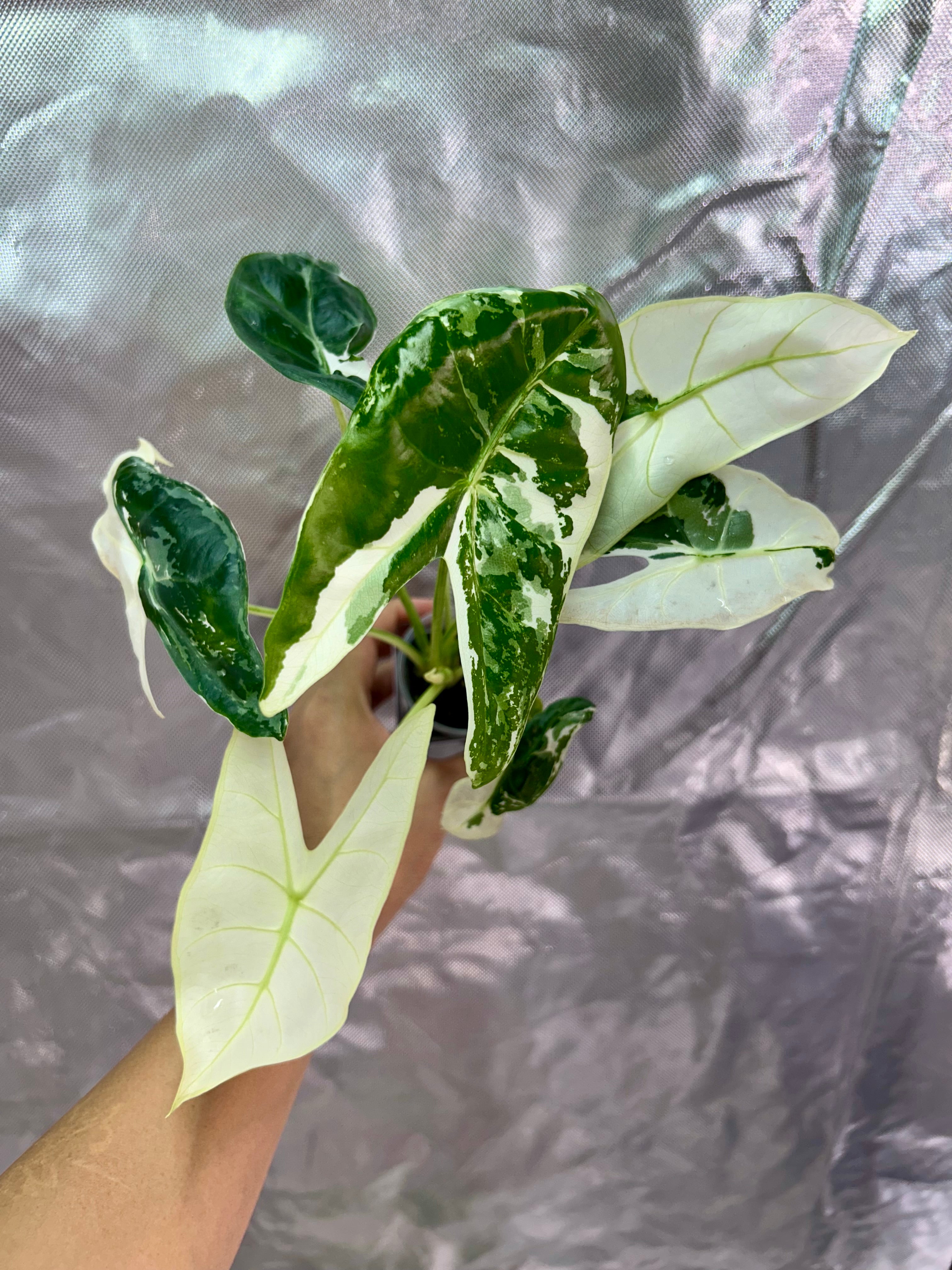 Alocasia Longiloba Pink Back