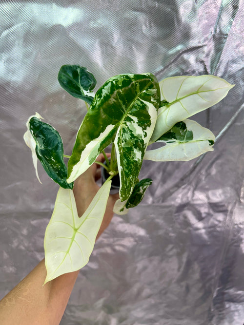 Alocasia Longiloba Pink Back