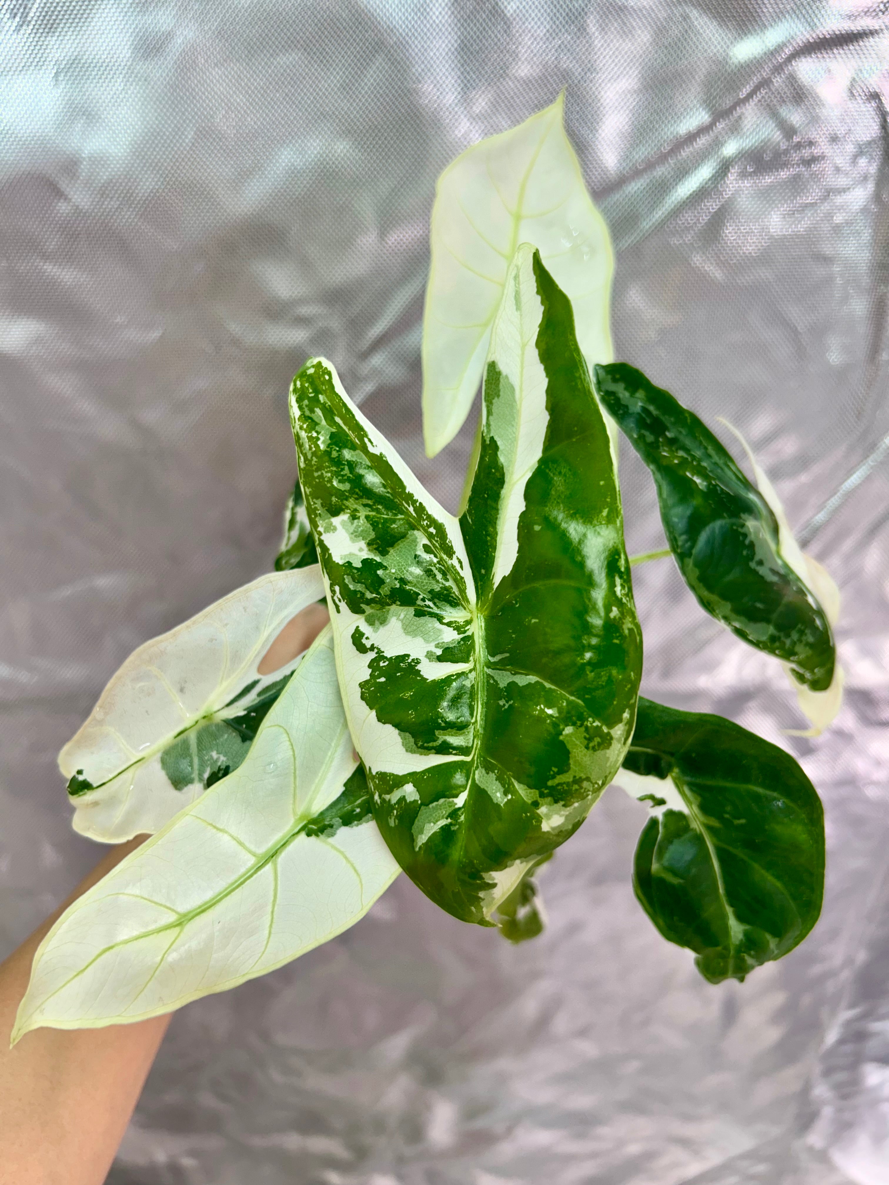 Alocasia Longiloba Pink Back
