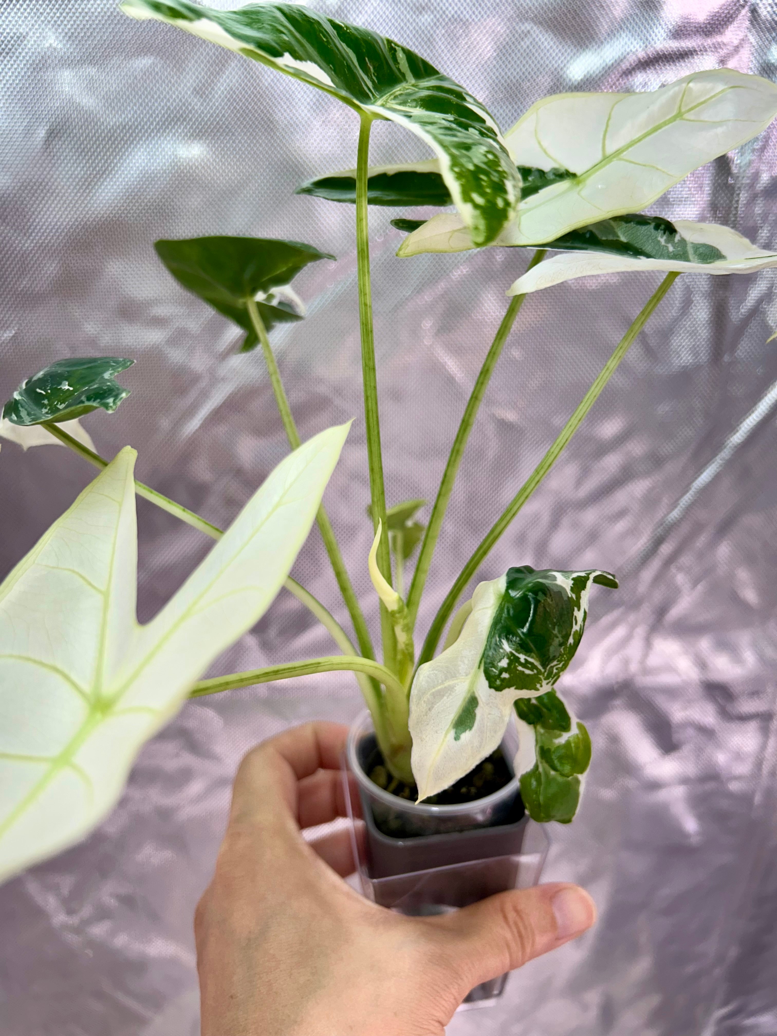 Alocasia Longiloba Pink Back