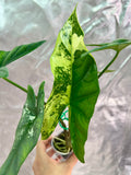 Alocasia Simpo Albo