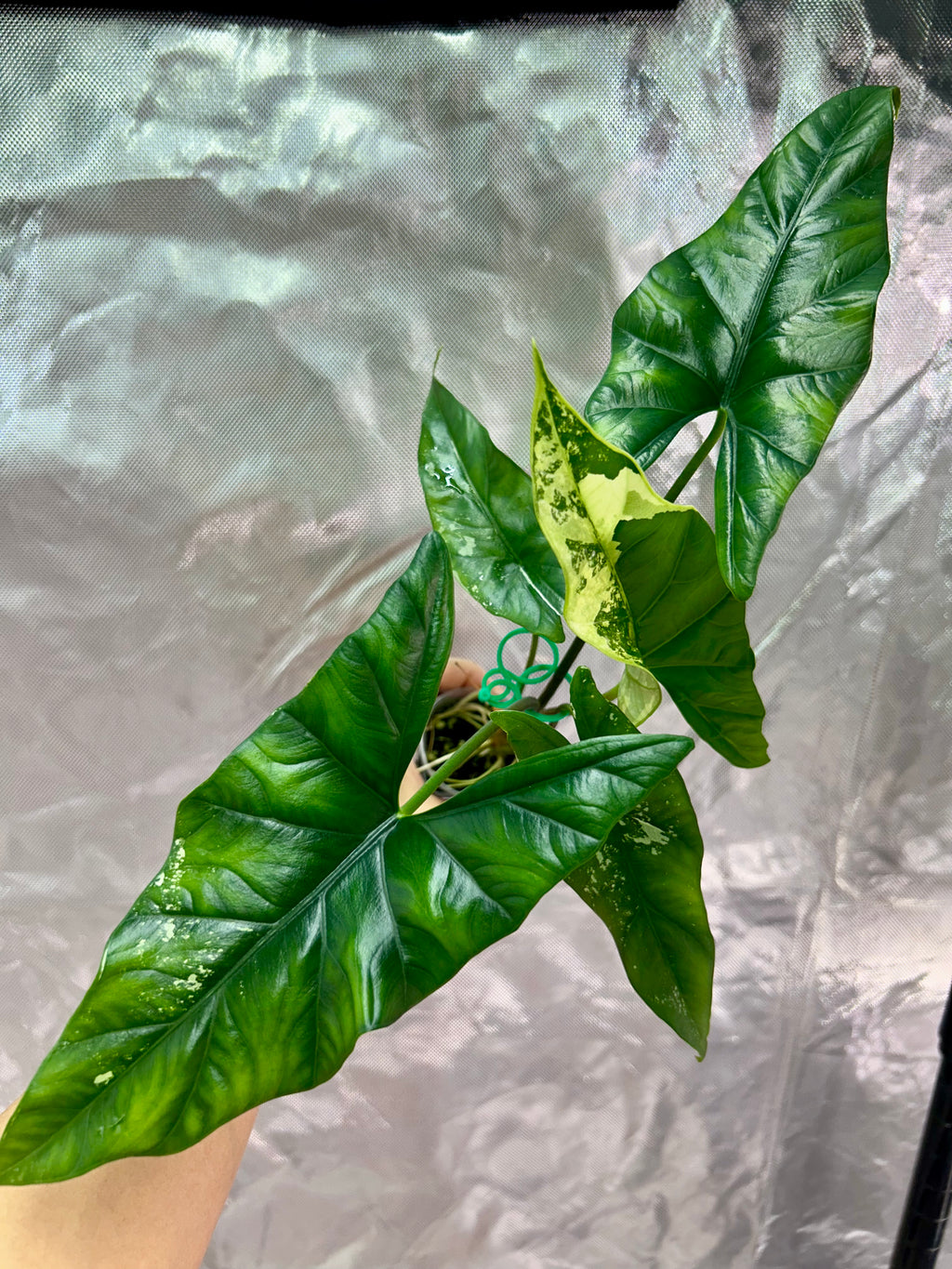 Alocasia Simpo Albo