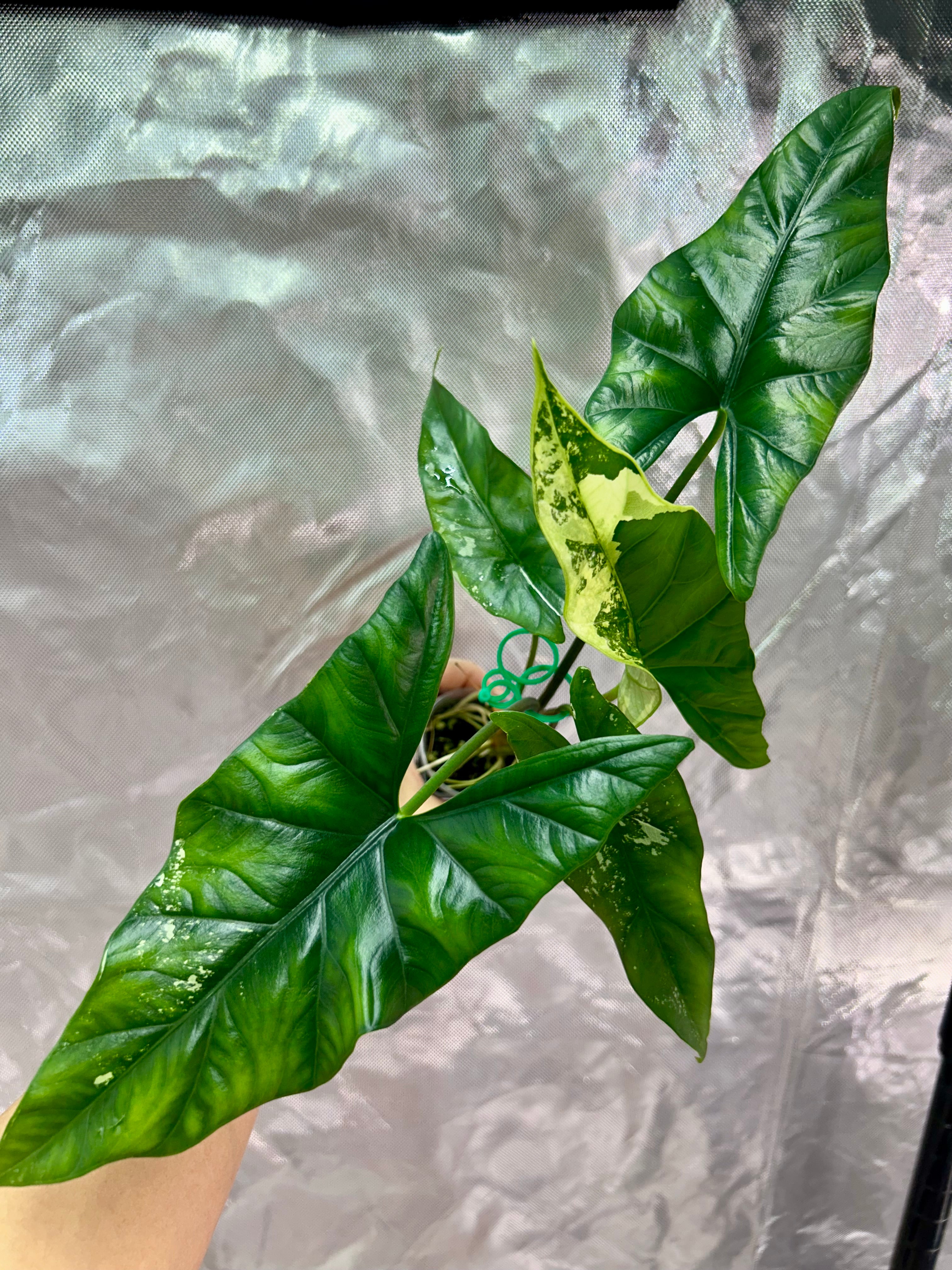 Alocasia Simpo Albo