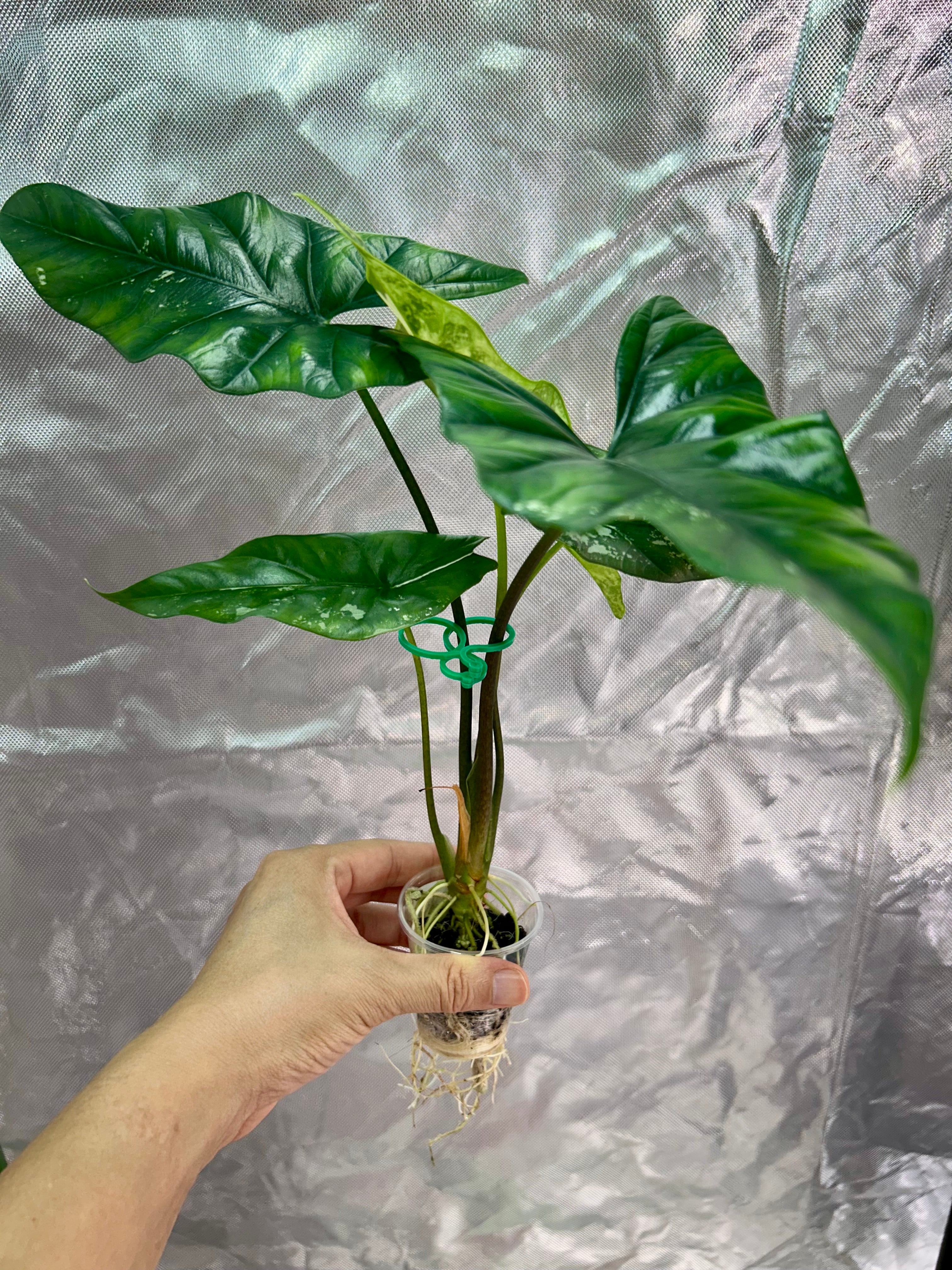 Alocasia Simpo Albo