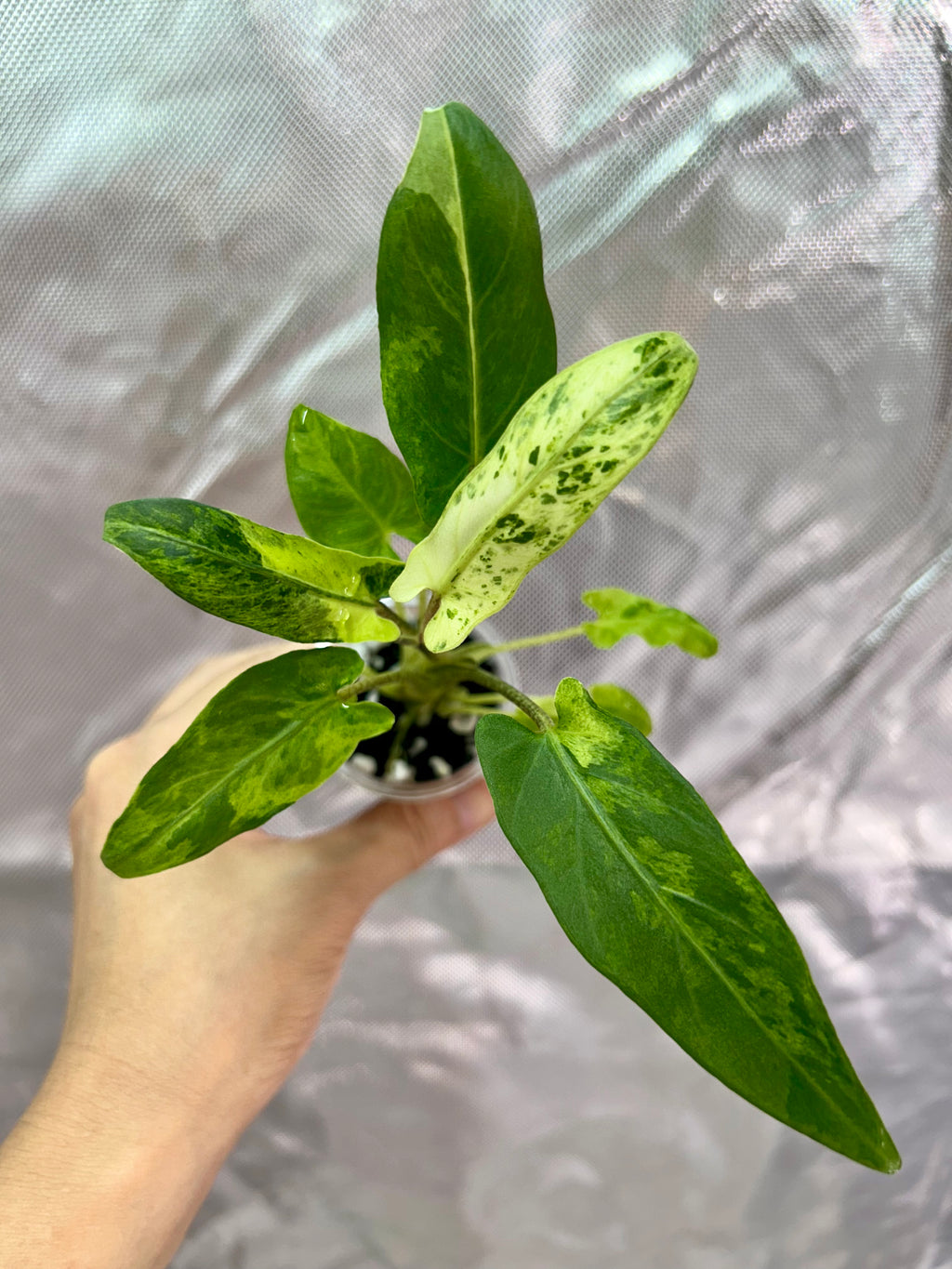 Alocasia Lauterbachiana Aurea