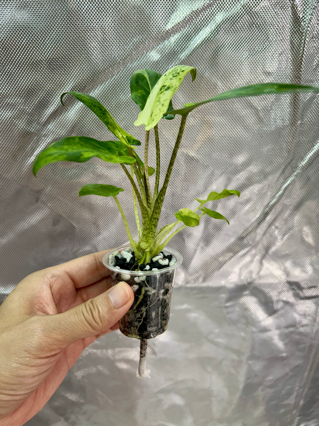 Alocasia Lauterbachiana Aurea
