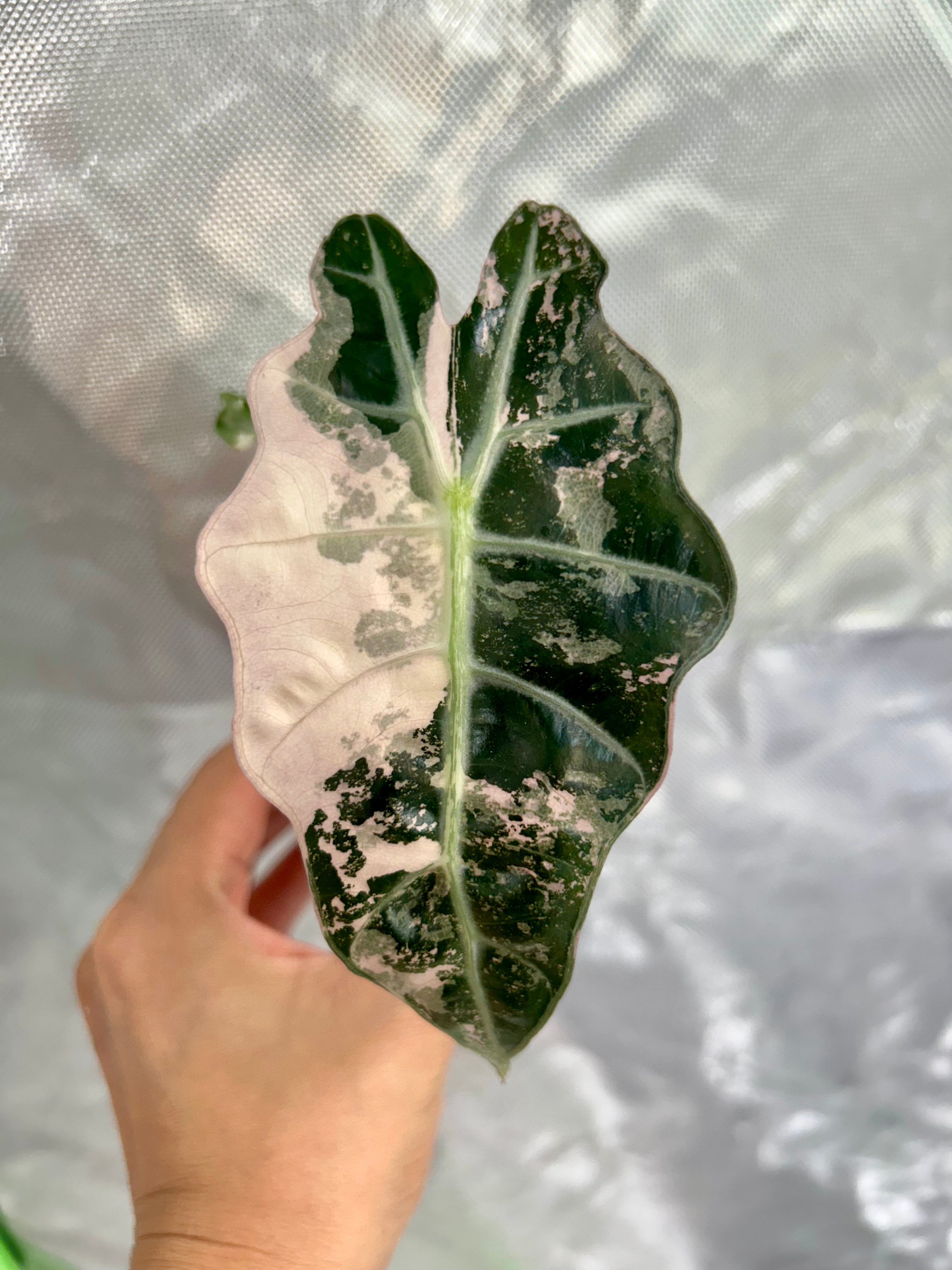 Alocasia Polly Pink Snow