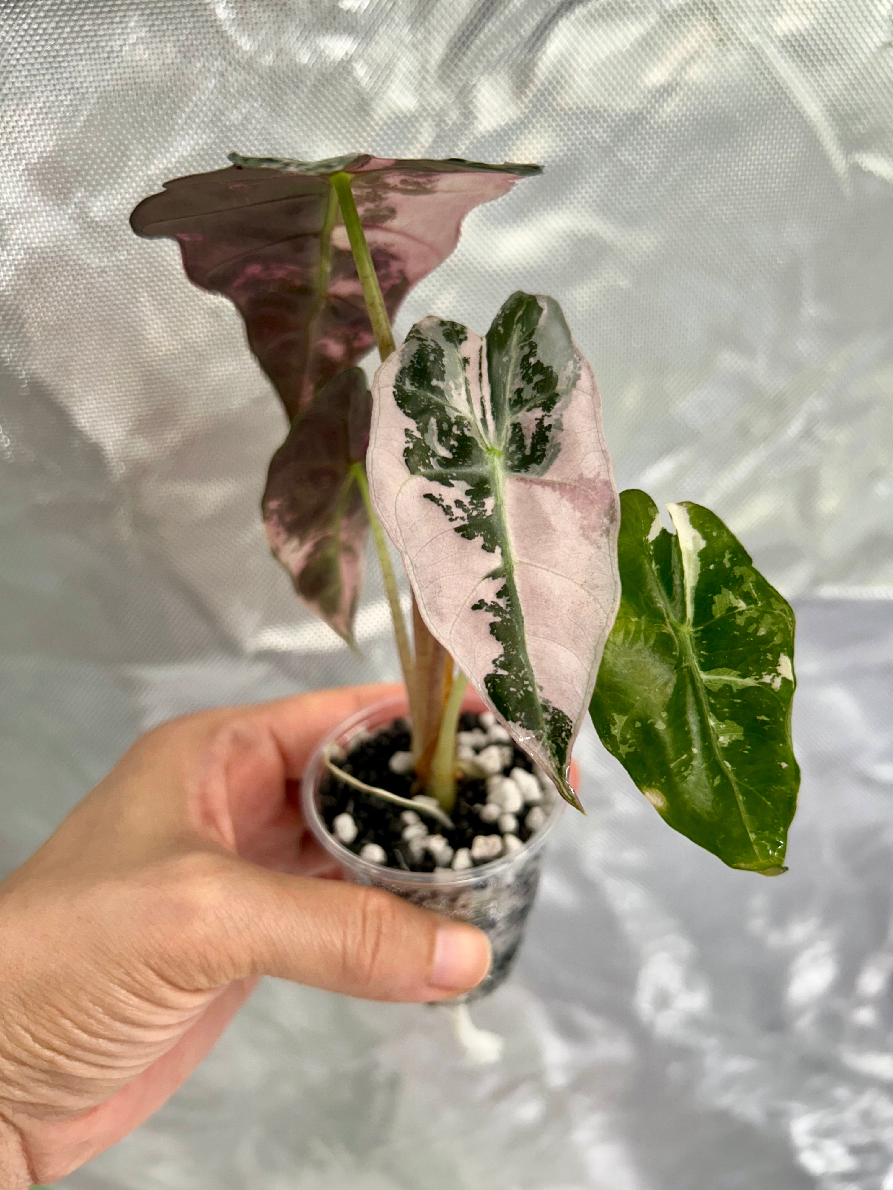 Alocasia Polly Pink Snow