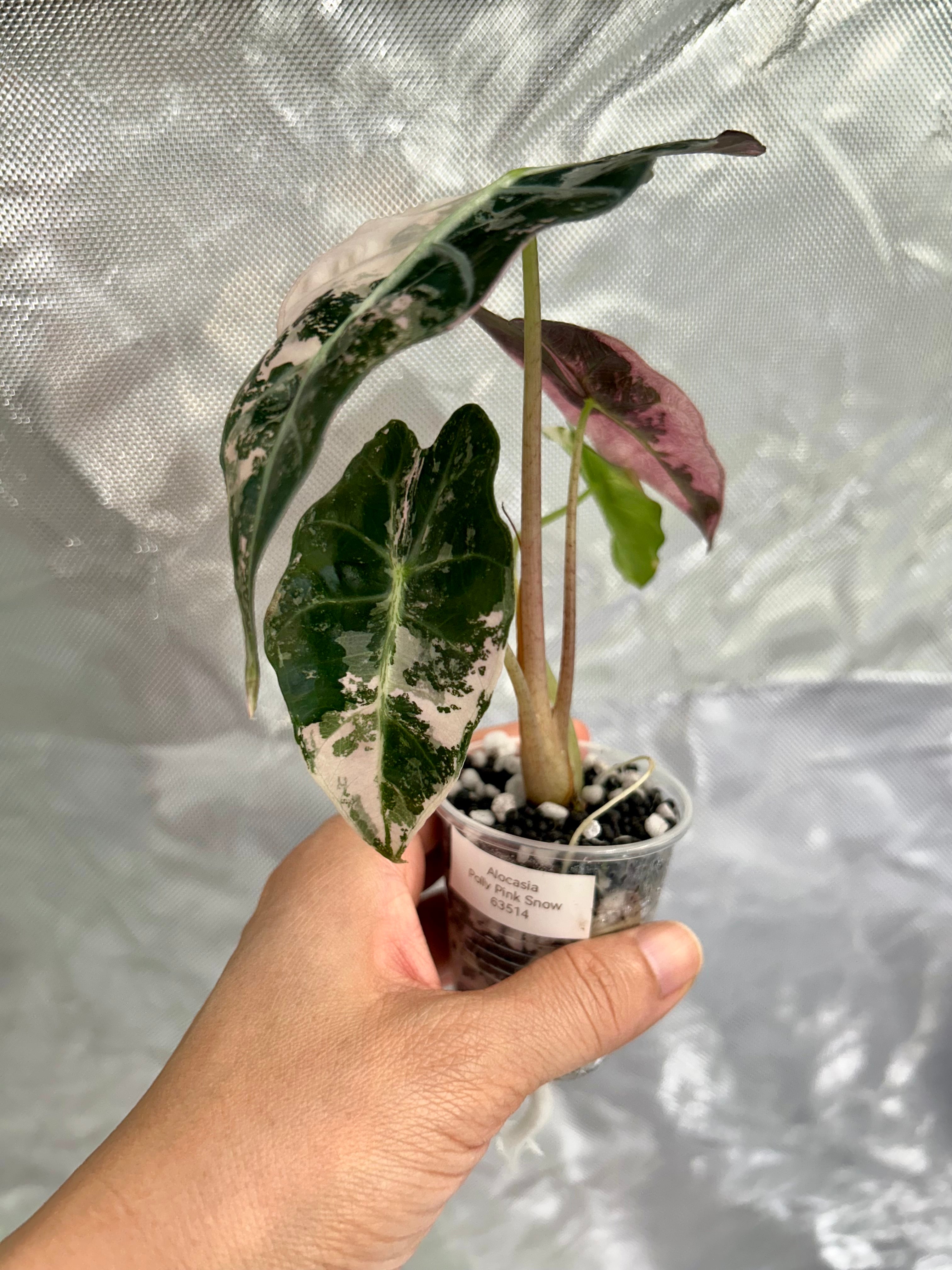 Alocasia Polly Pink Snow