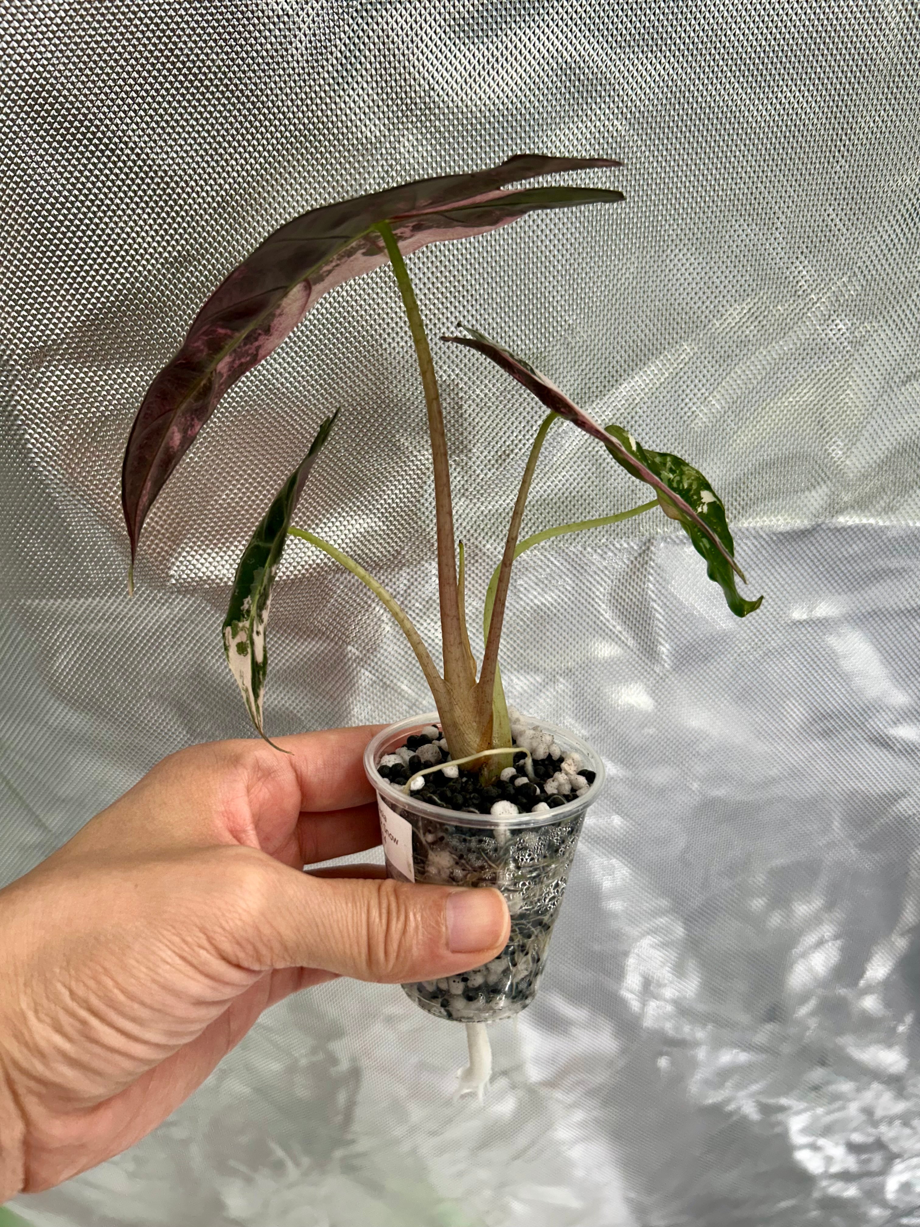 Alocasia Polly Pink Snow
