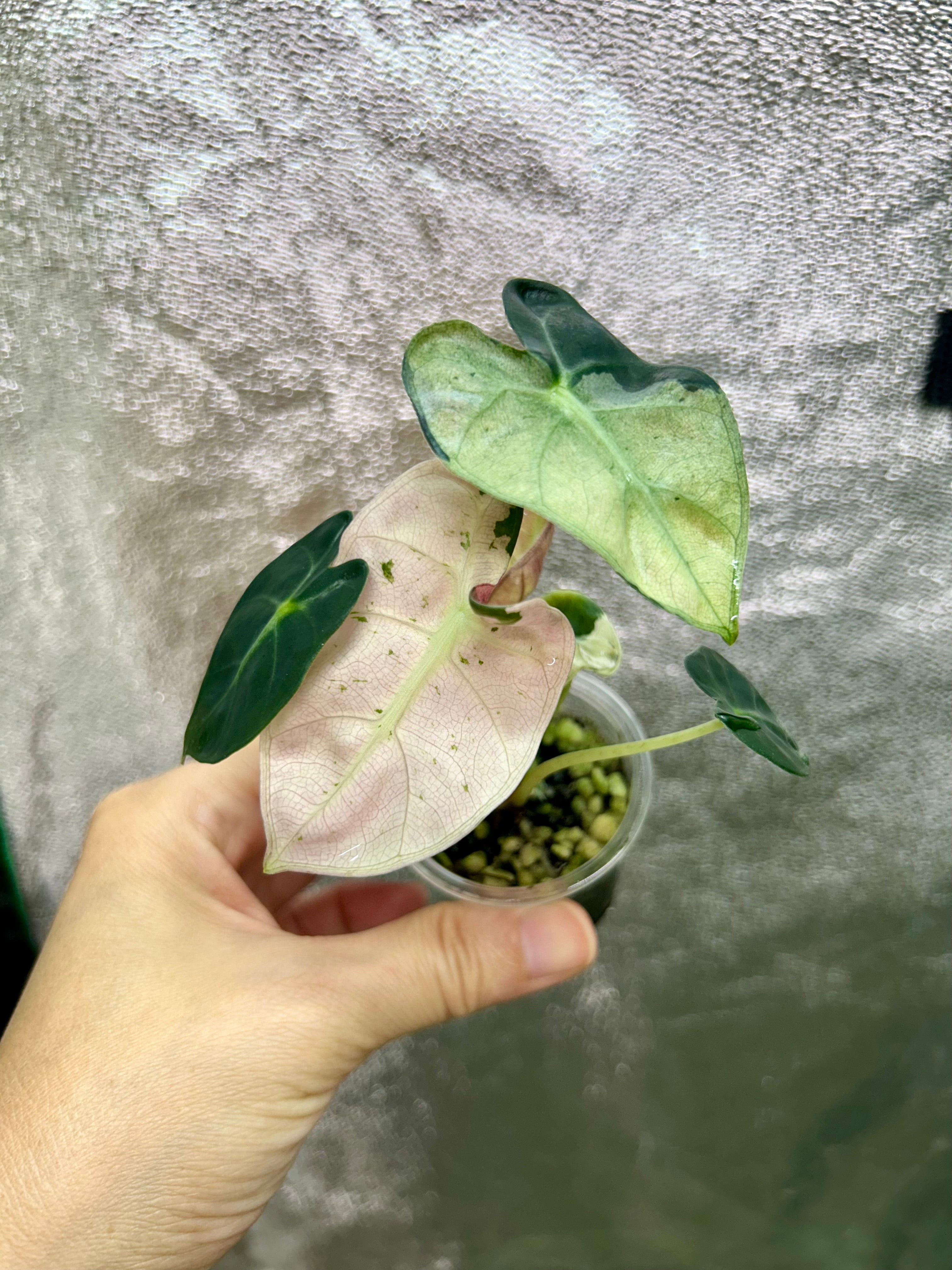 Alocasia Pink Balloon Heart