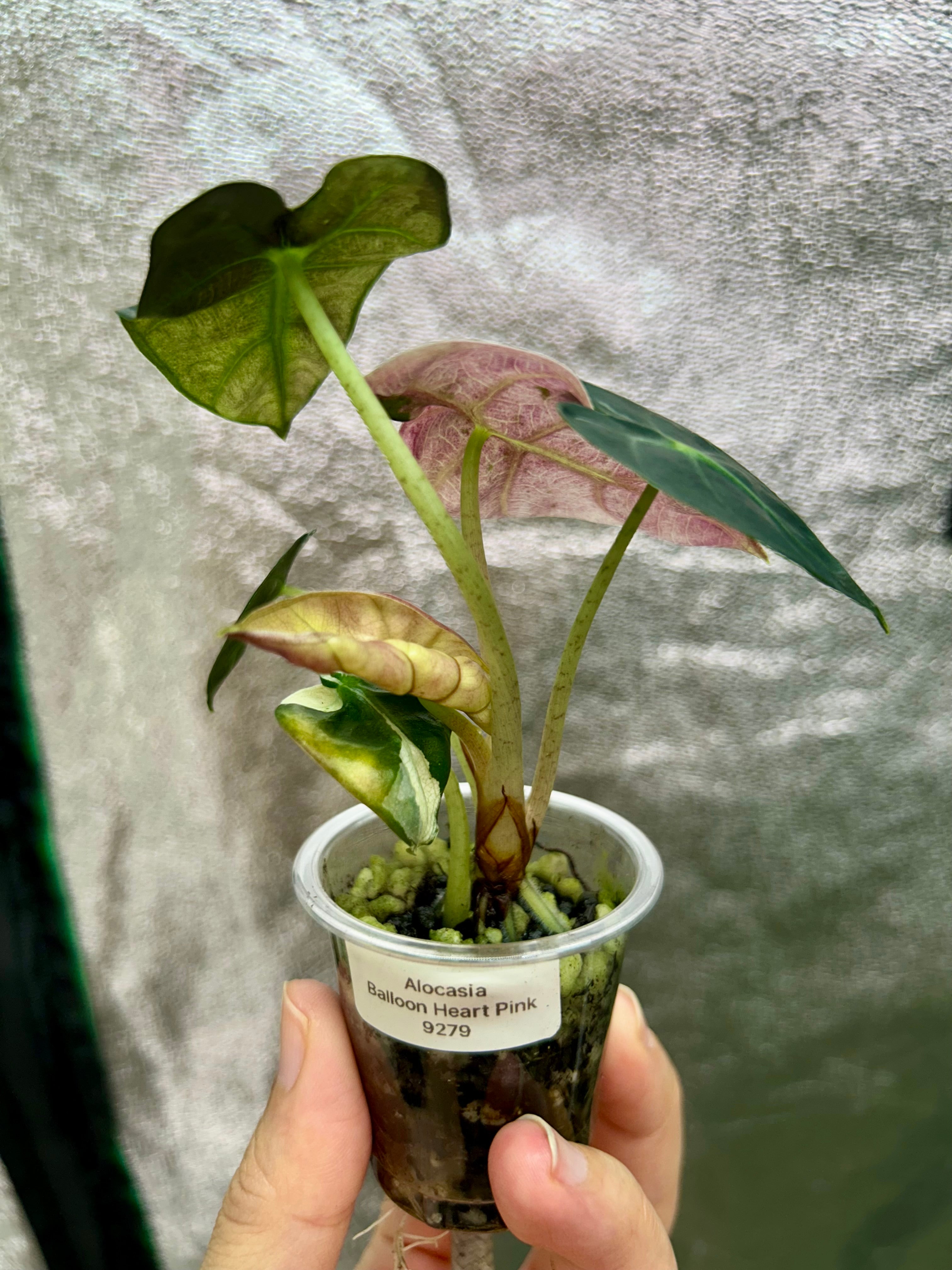Alocasia Pink Balloon Heart