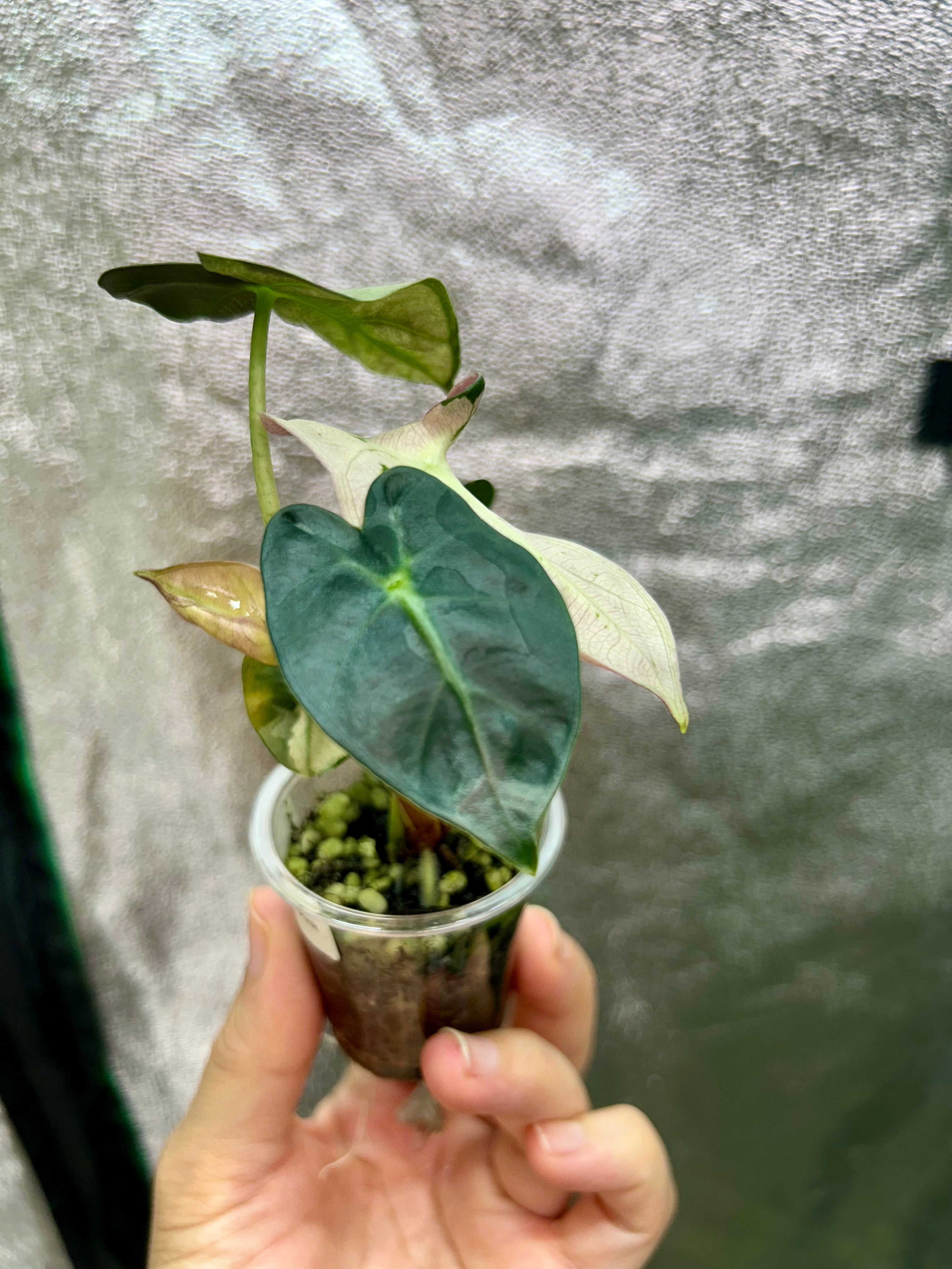 Alocasia Pink Balloon Heart